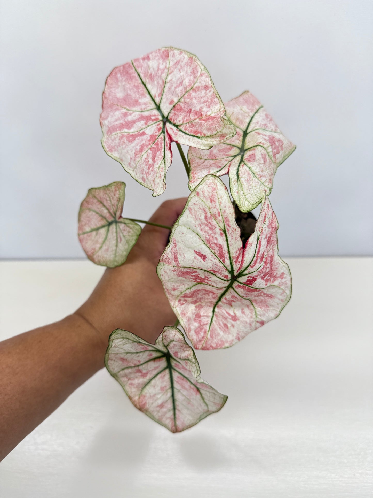 Caladium 'Scarlet Mary' - New Release B66 C54