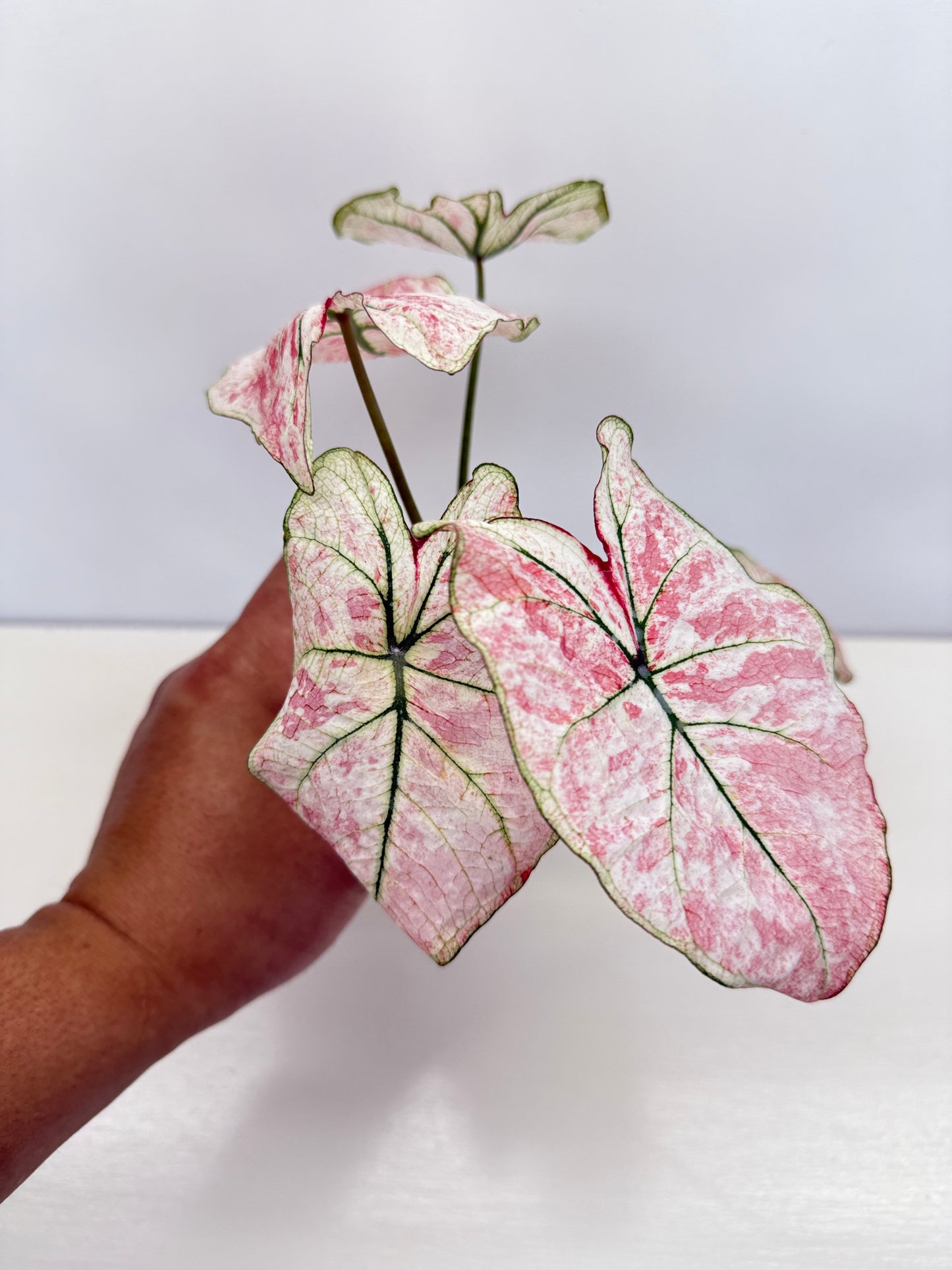 Caladium 'Scarlet Mary' - New Release B66 C54