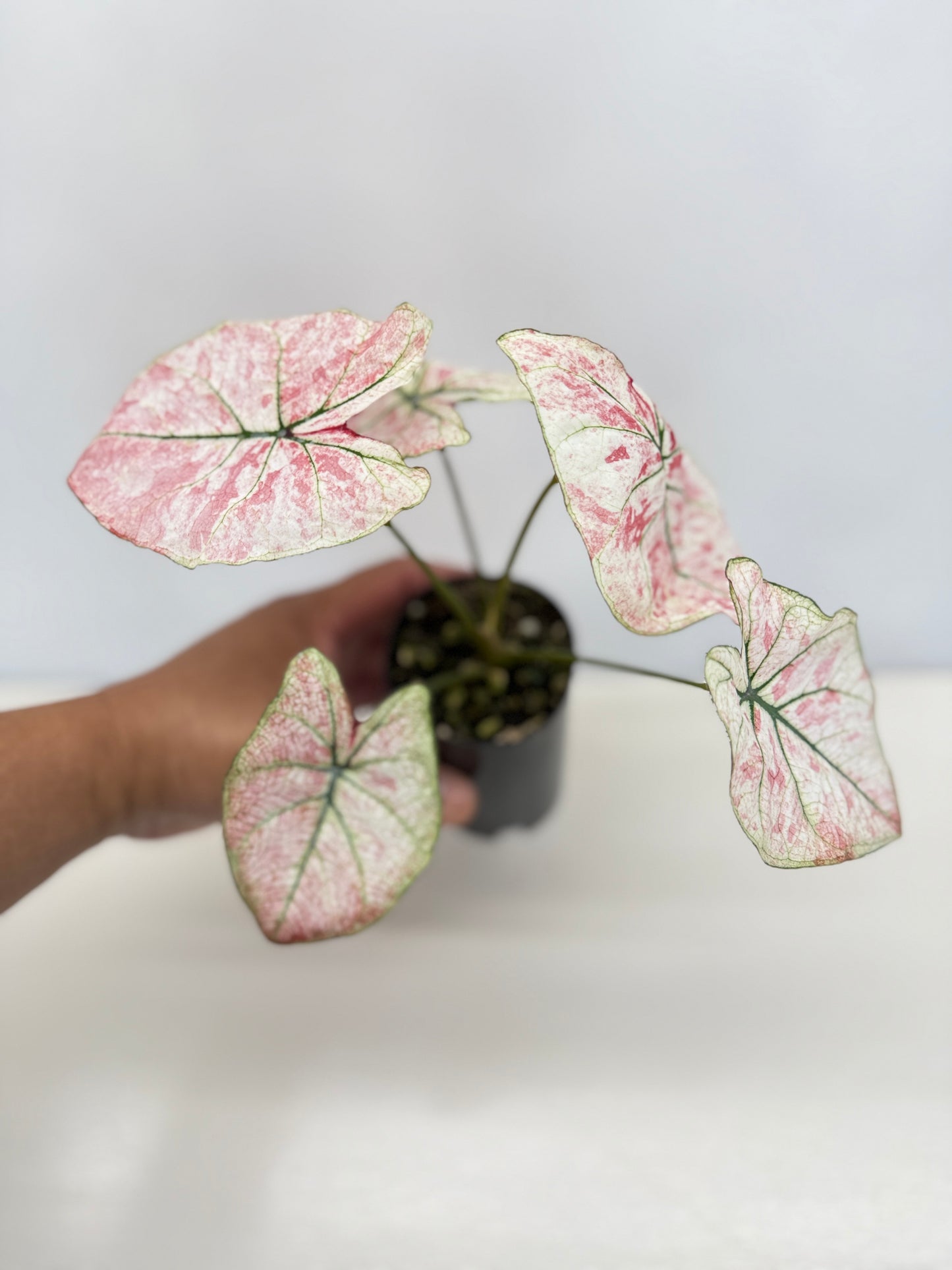 Caladium 'Scarlet Mary' - New Release B66 C54