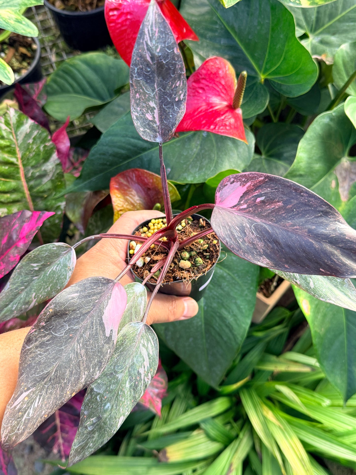 Philodendron 'Pink Princess Marble' N13