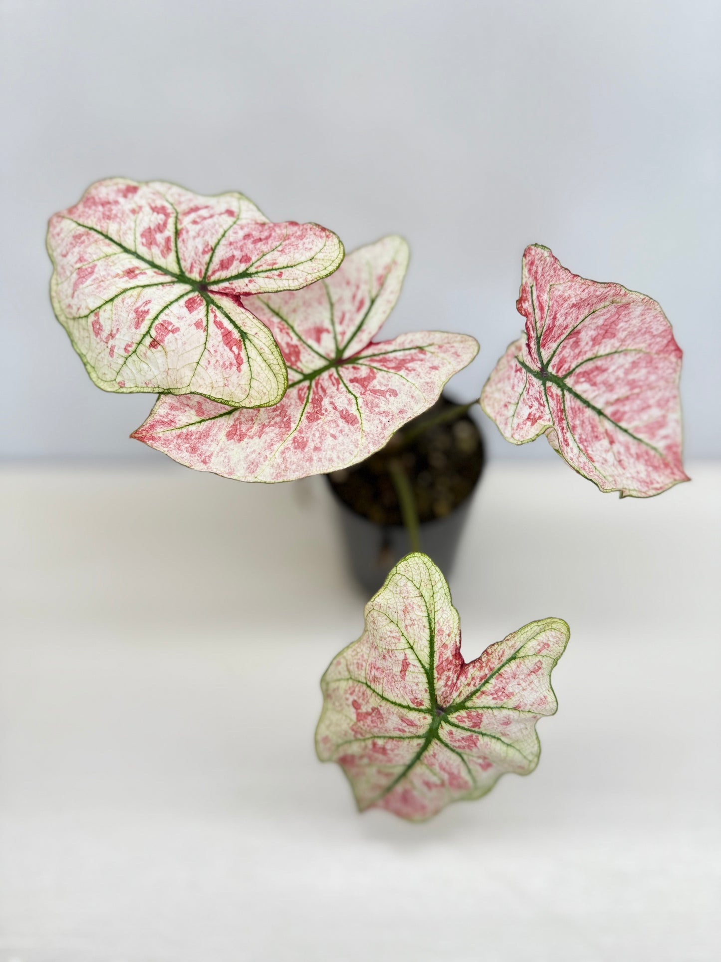 Caladium 'Scarlet Mary' - New Release B66 C57