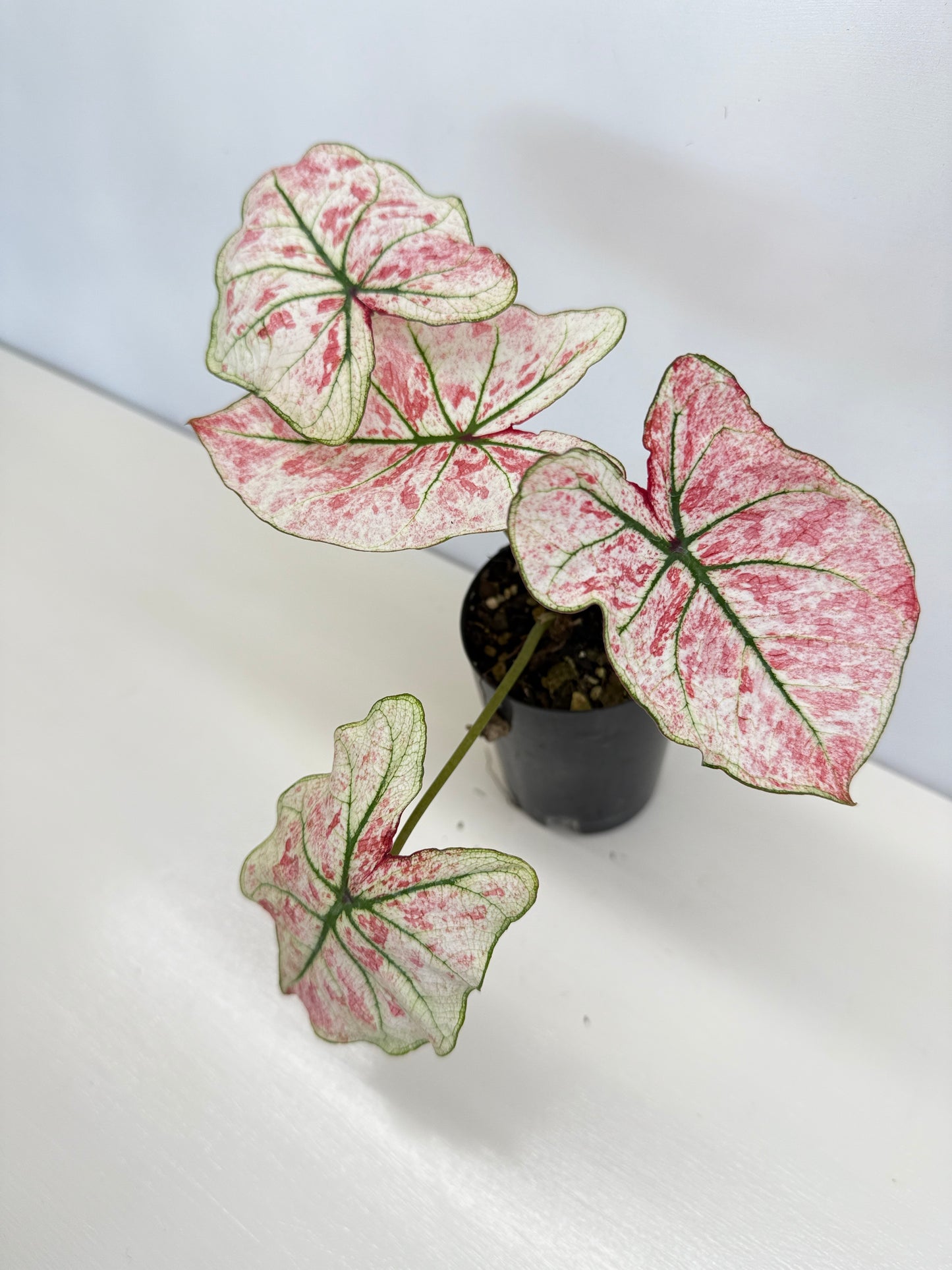 Caladium 'Scarlet Mary' - New Release B66 C57