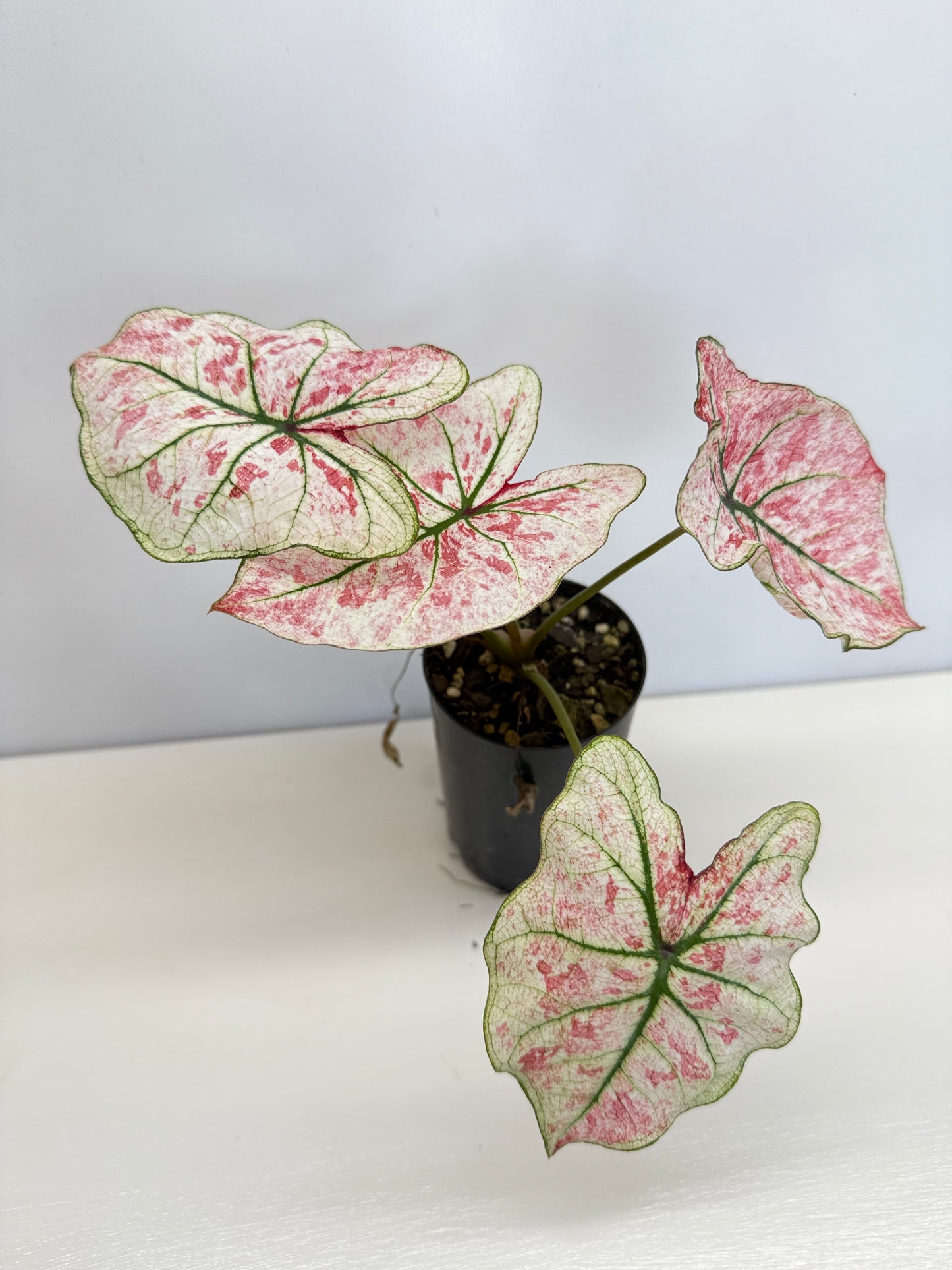 Caladium 'Scarlet Mary' - New Release B66 C57