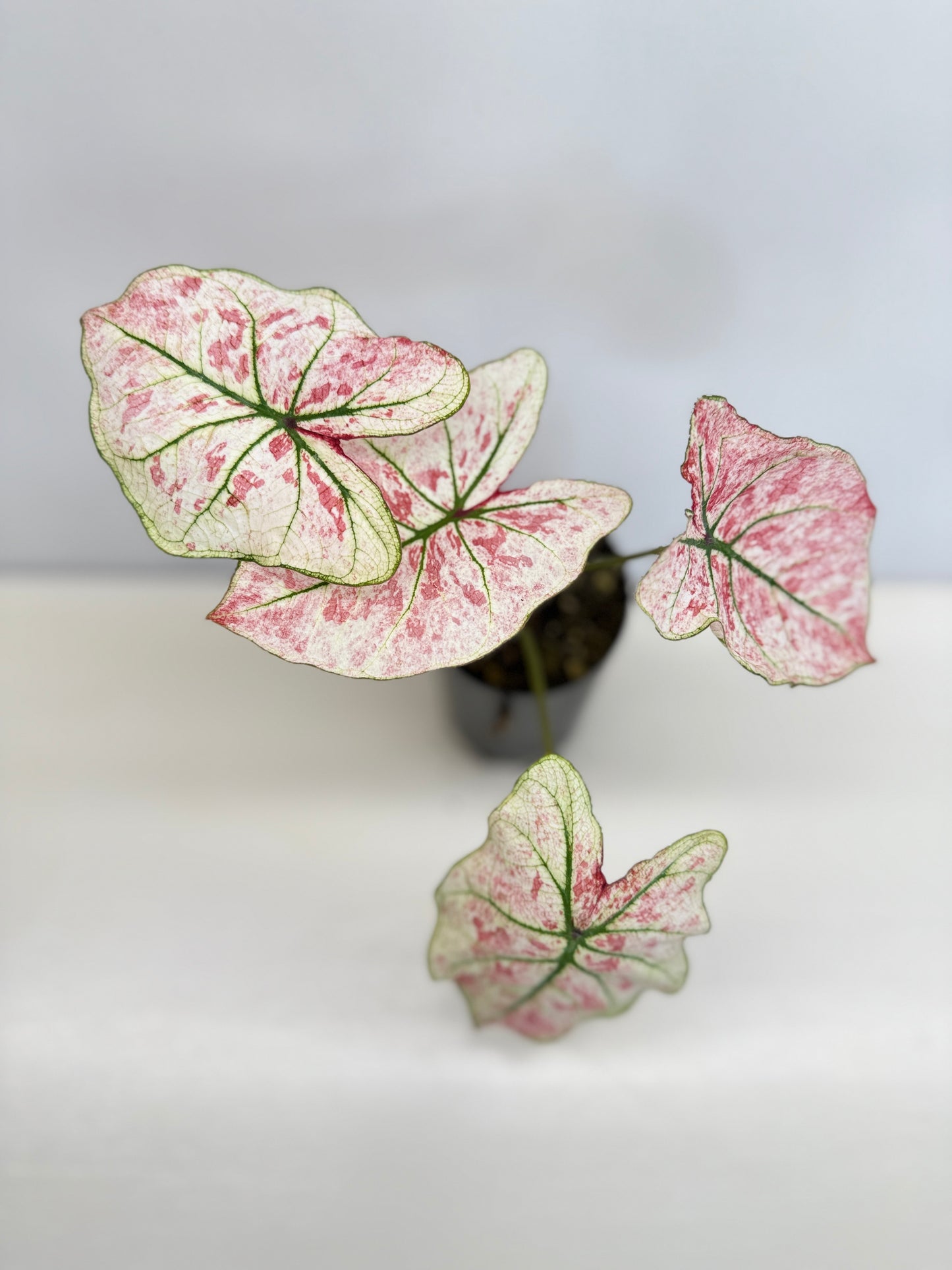 Caladium 'Scarlet Mary' - New Release B66 C57