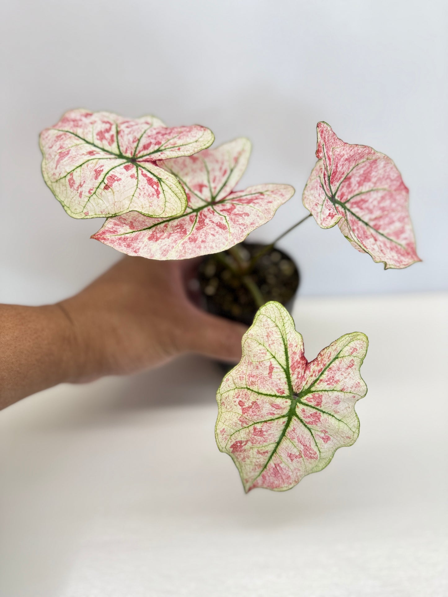 Caladium 'Scarlet Mary' - New Release B66 C57