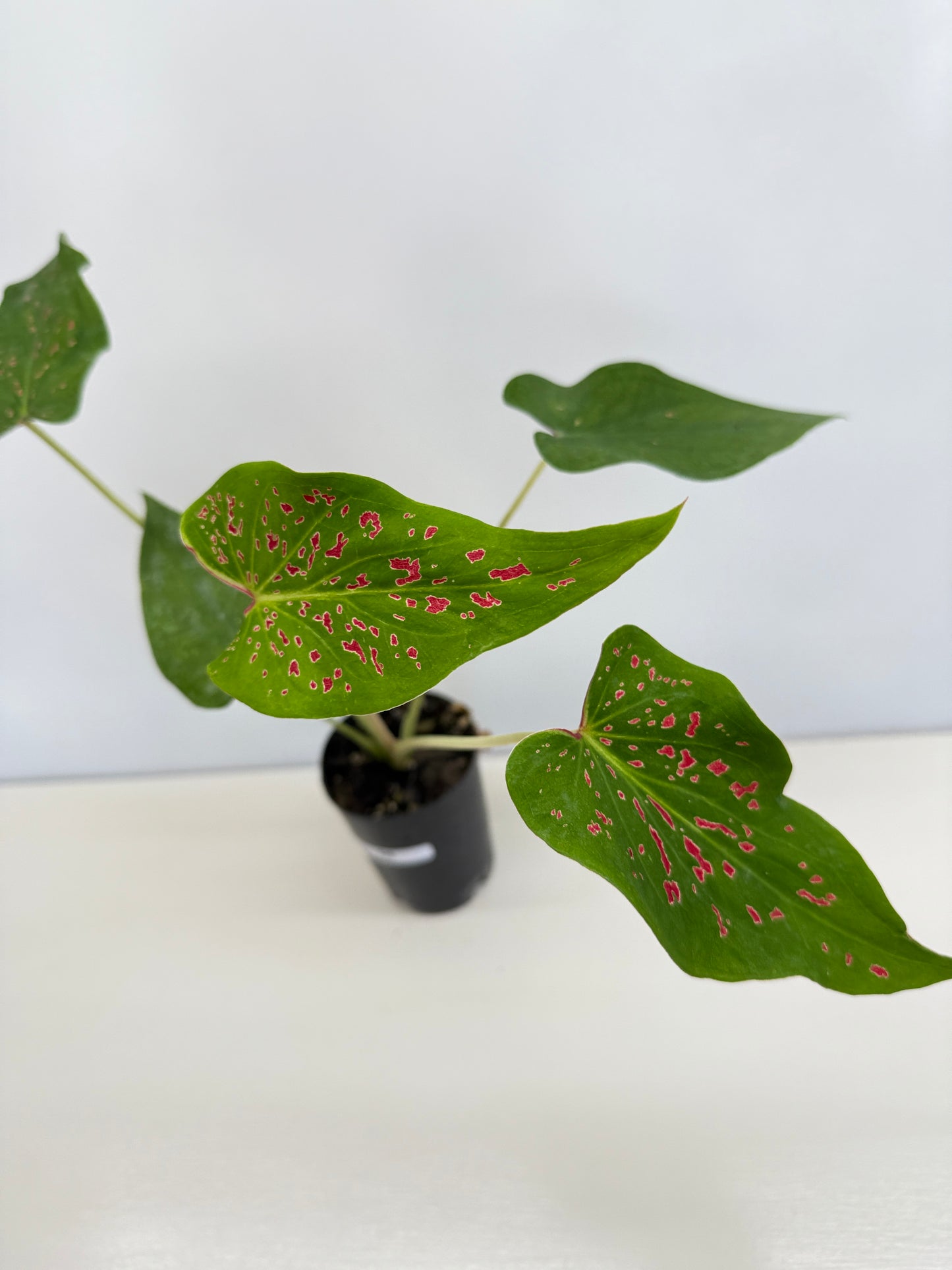 Caladium 'Thousand Stars' - New Release D6