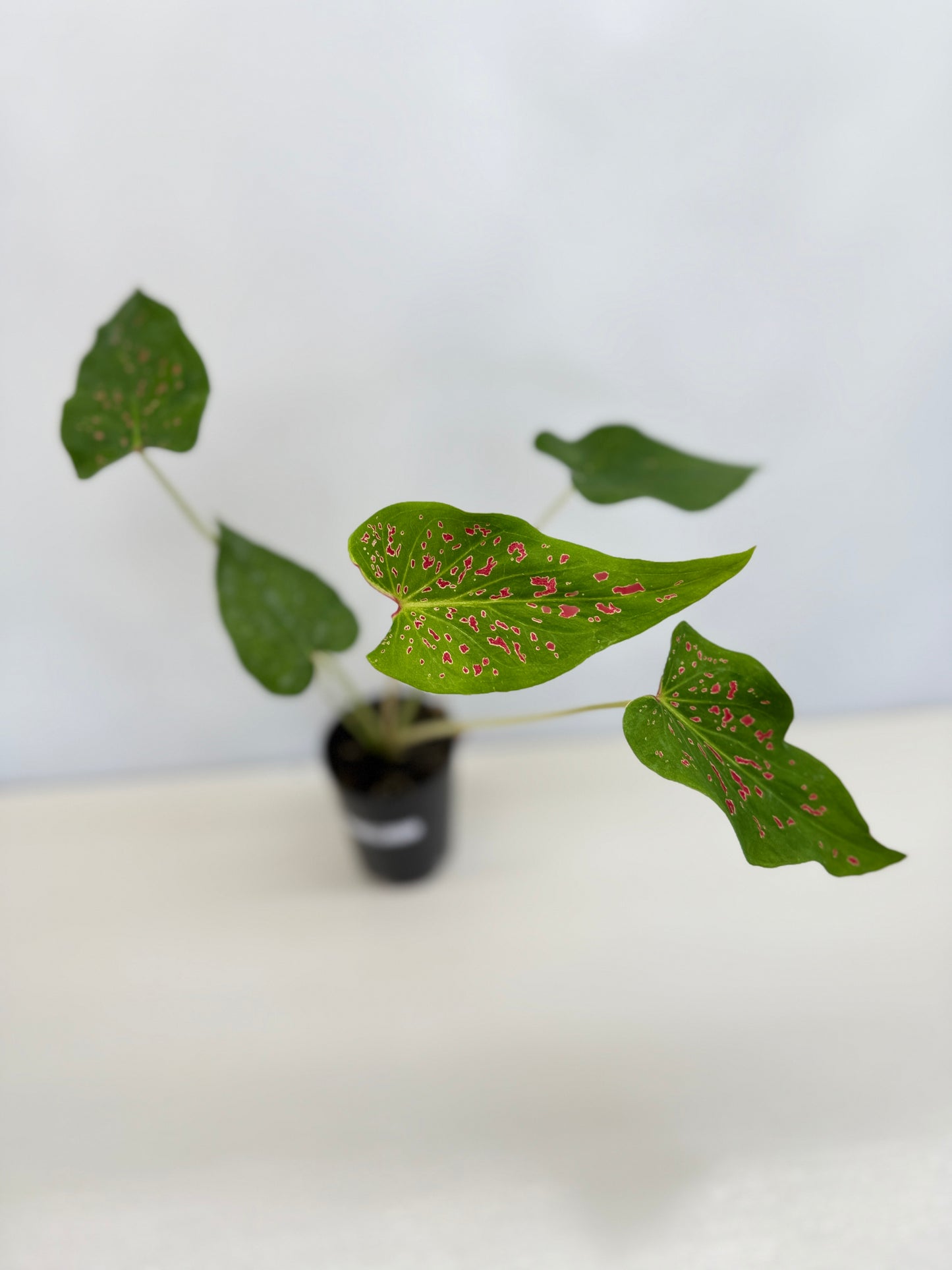 Caladium 'Thousand Stars' - New Release D6