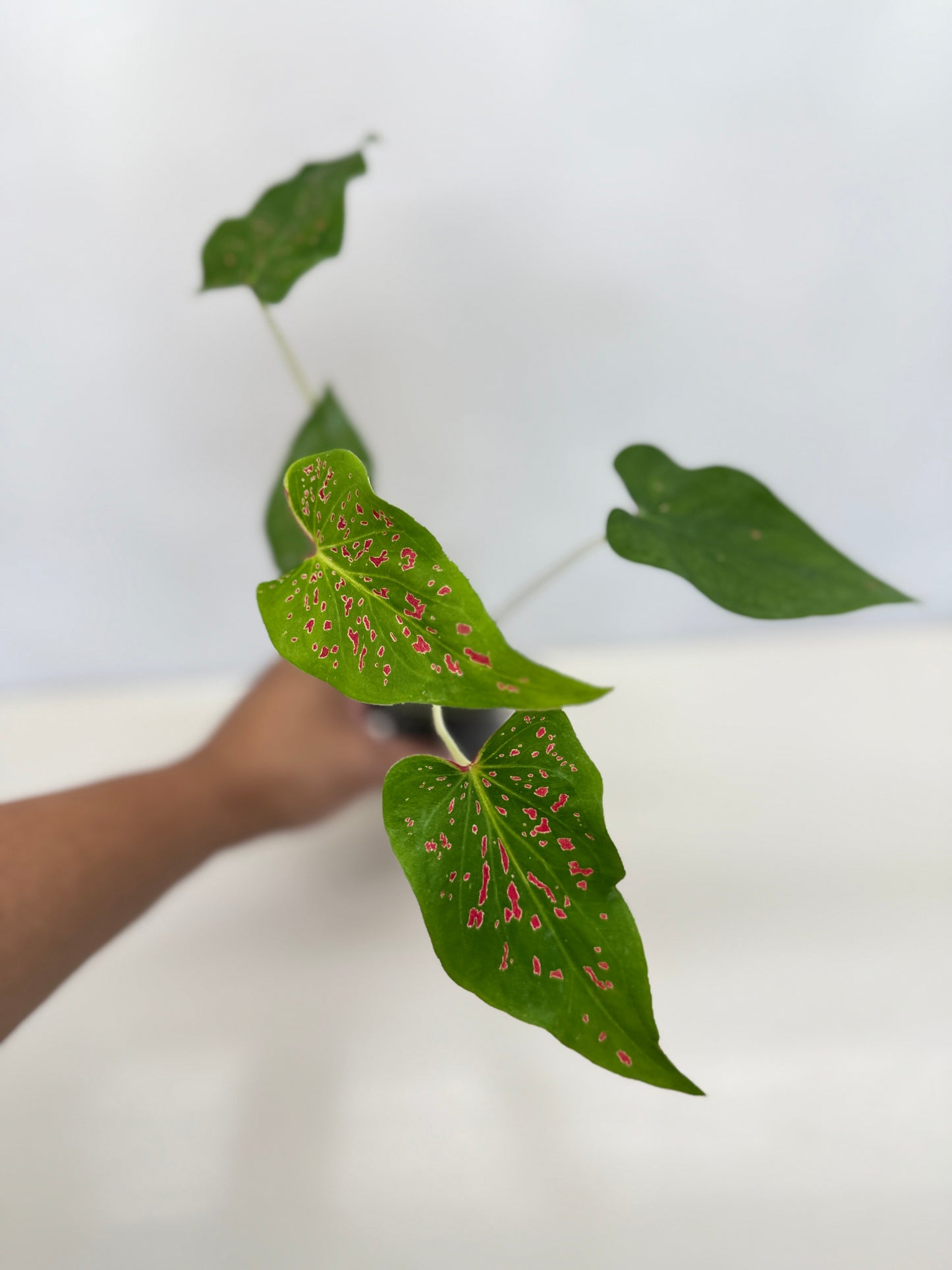 Caladium 'Thousand Stars' - New Release D6