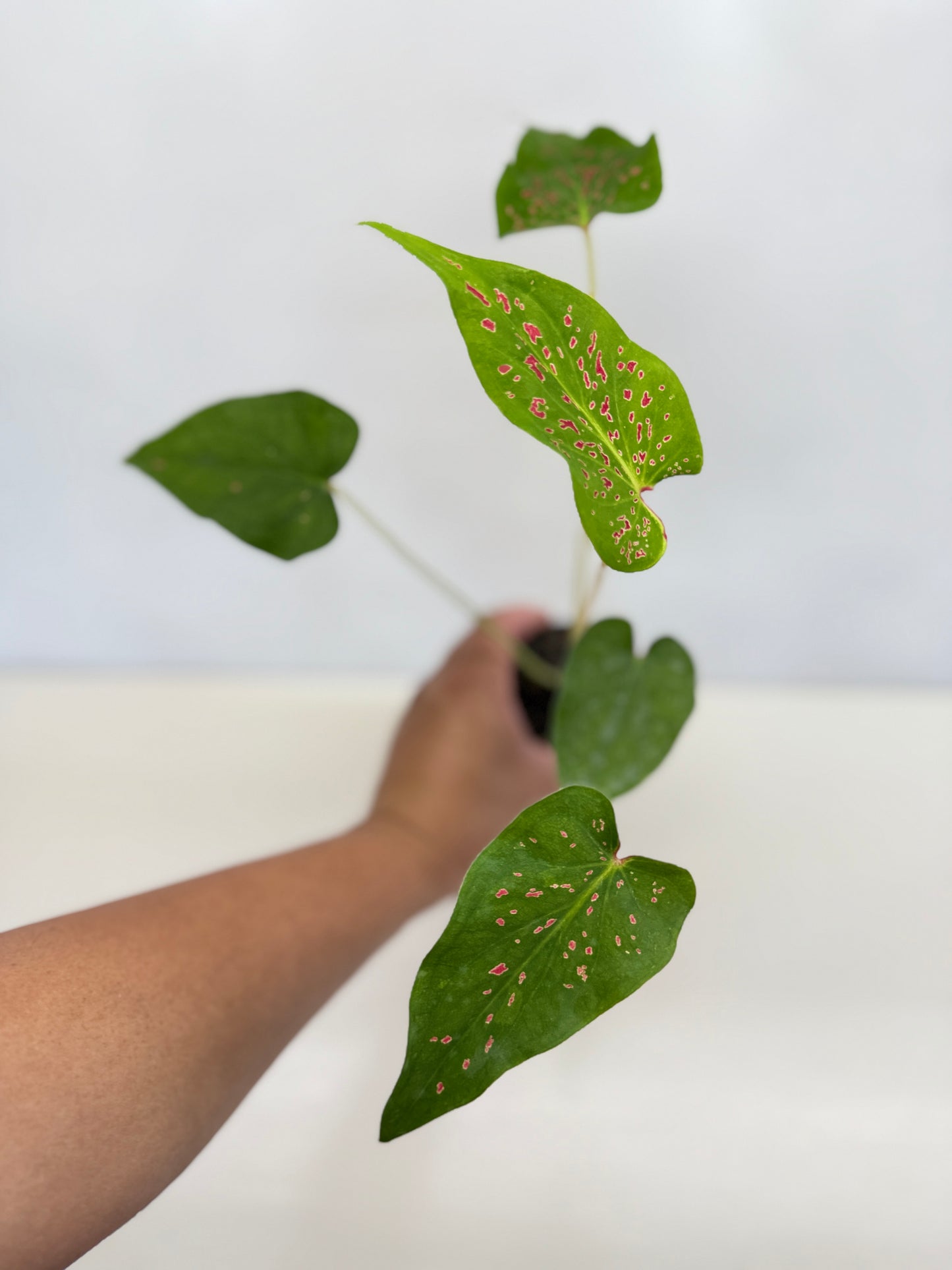 Caladium 'Thousand Stars' - New Release D6