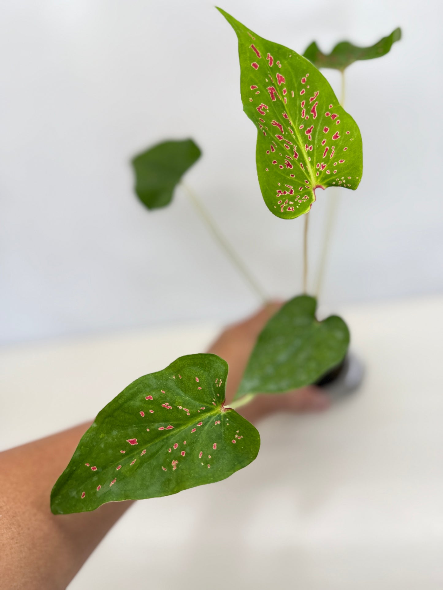 Caladium 'Thousand Stars' - New Release D6