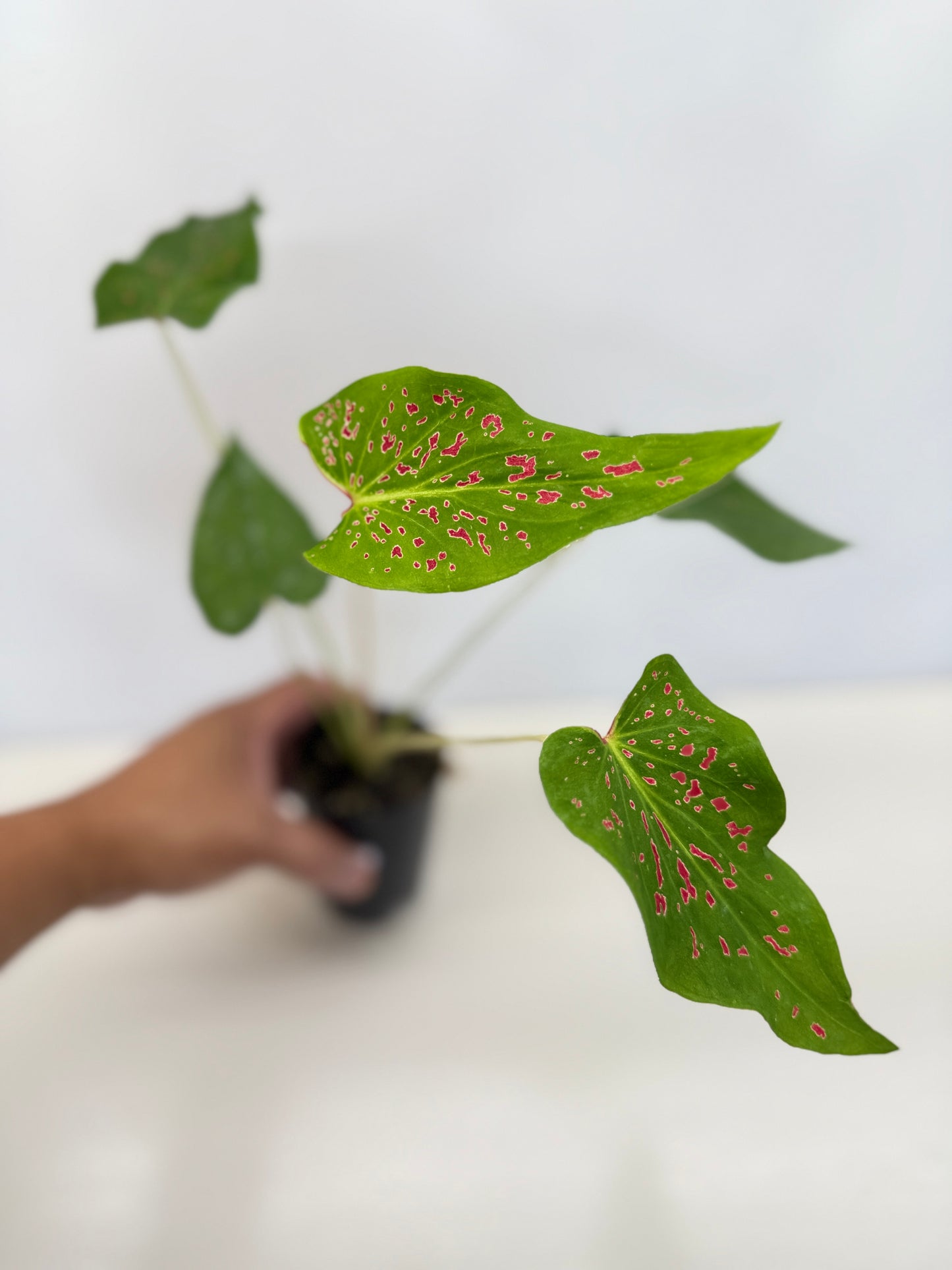 Caladium 'Thousand Stars' - New Release D6