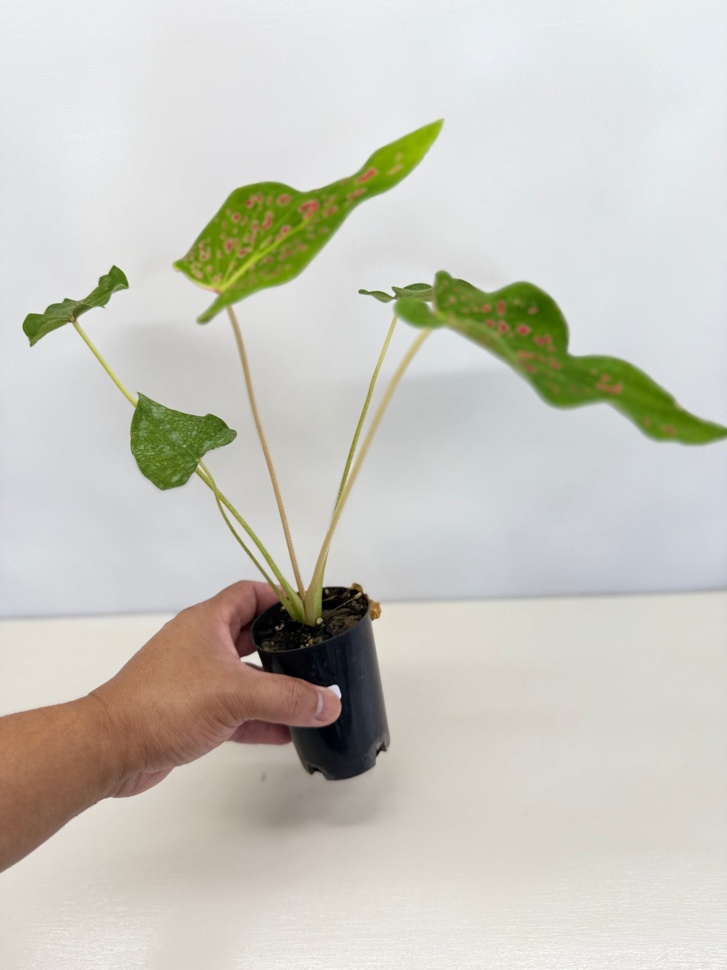 Caladium 'Thousand Stars' - New Release D6