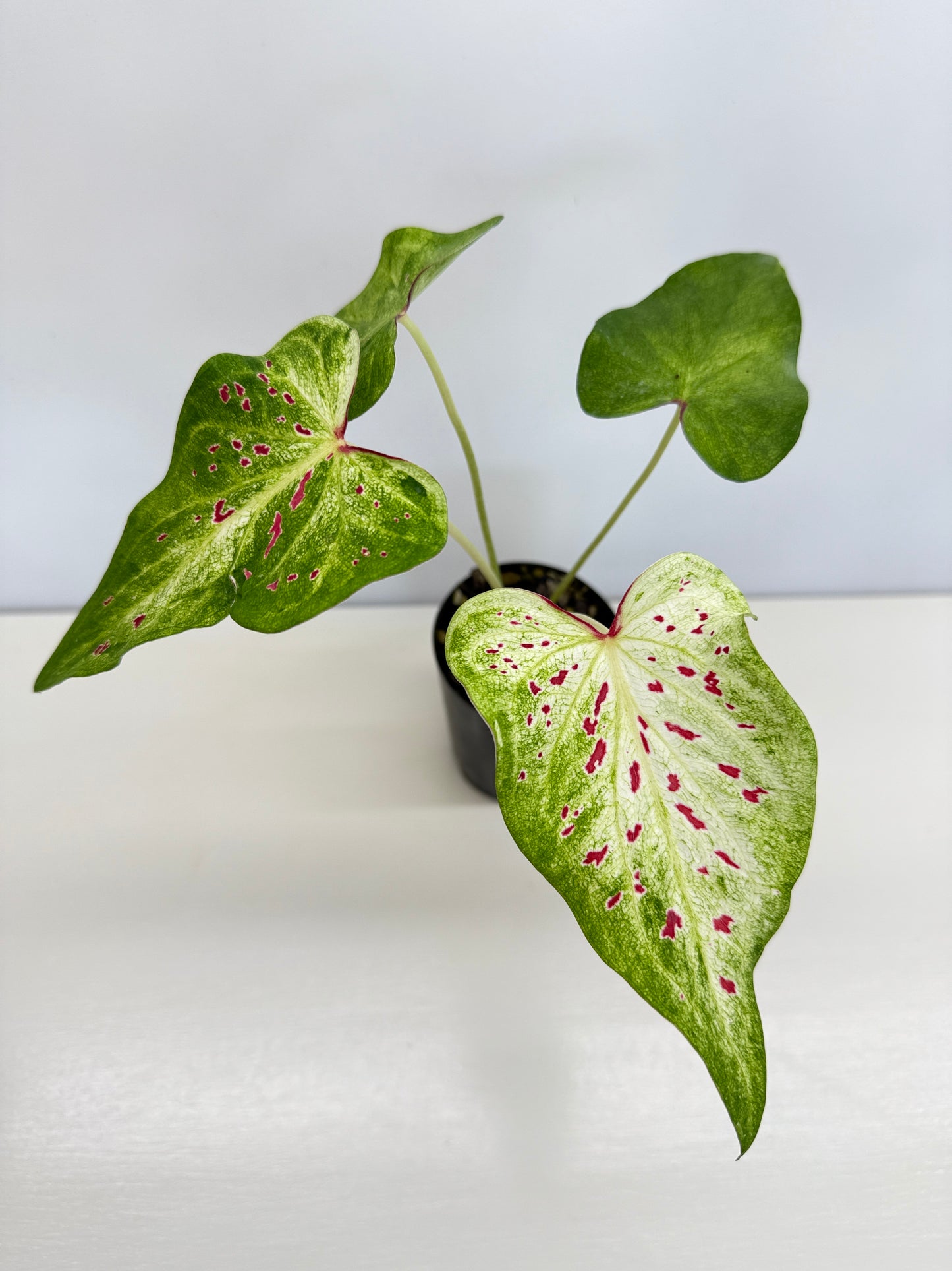 Caladium 'Thousand Stars' - New Release D7