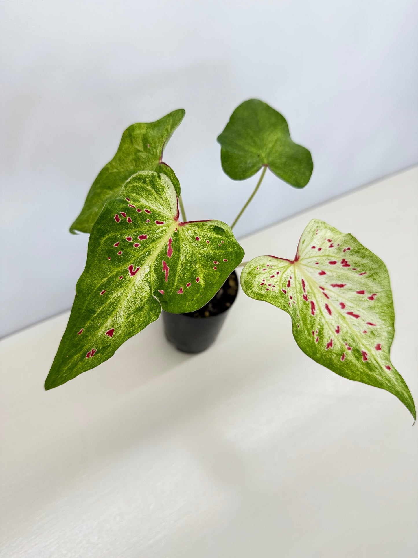 Caladium 'Thousand Stars' - New Release D7