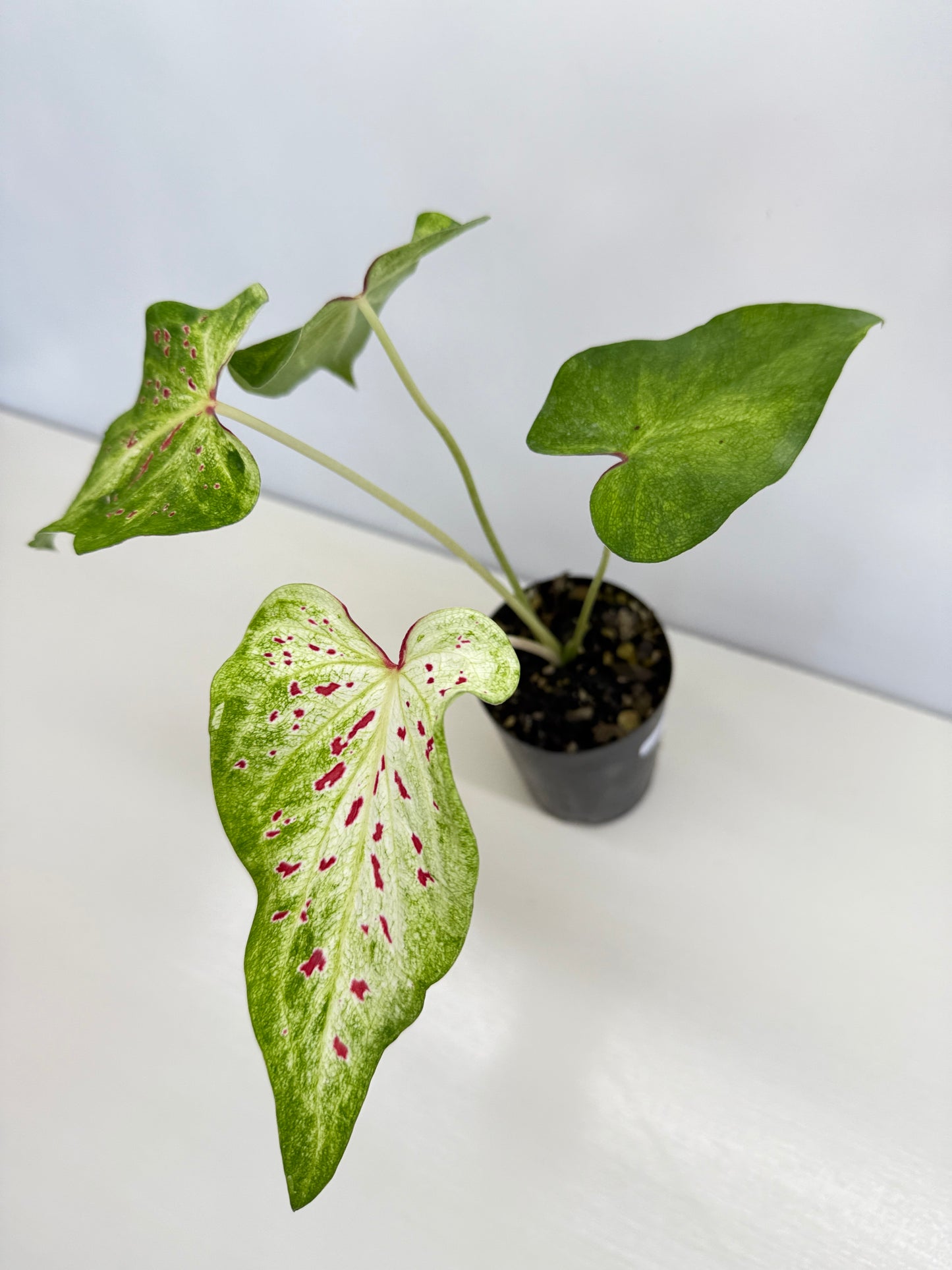 Caladium 'Thousand Stars' - New Release D7