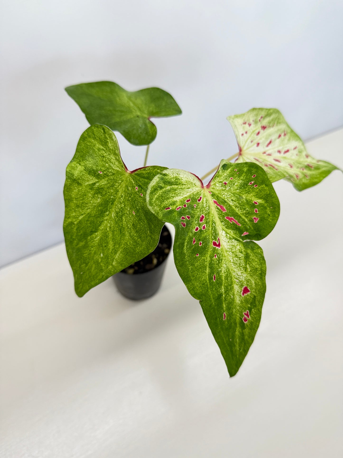 Caladium 'Thousand Stars' - New Release D7
