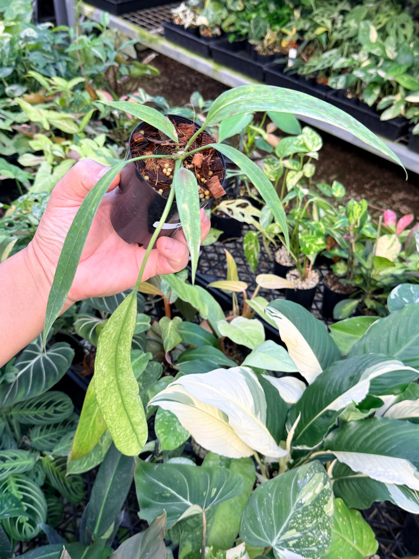 Anthurium 'Vittariifolium Variegata' N17