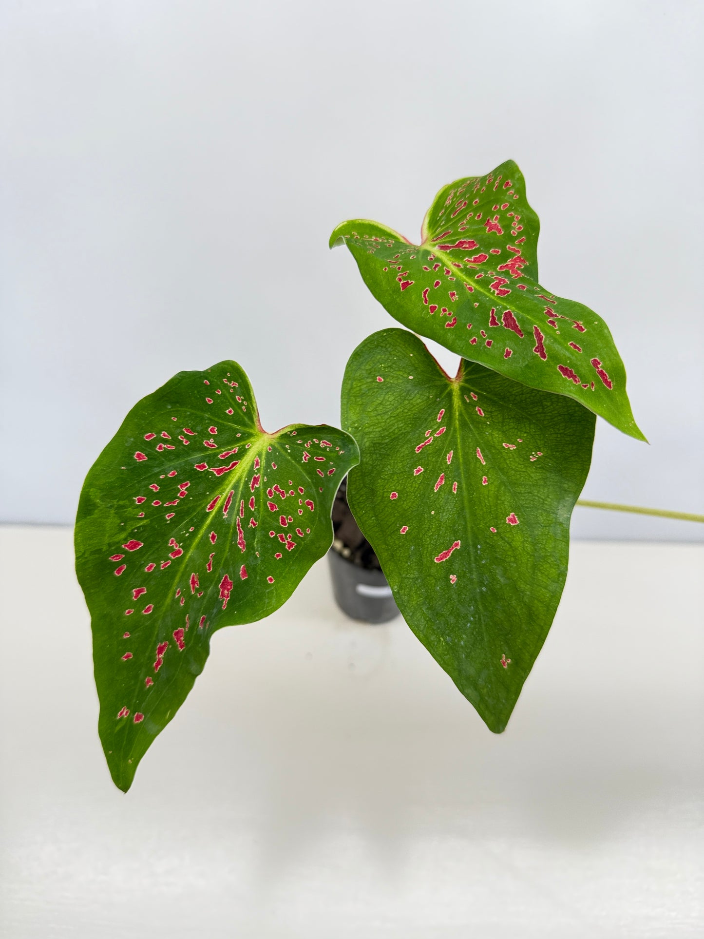 Caladium 'Thousand Stars' - New Release D8