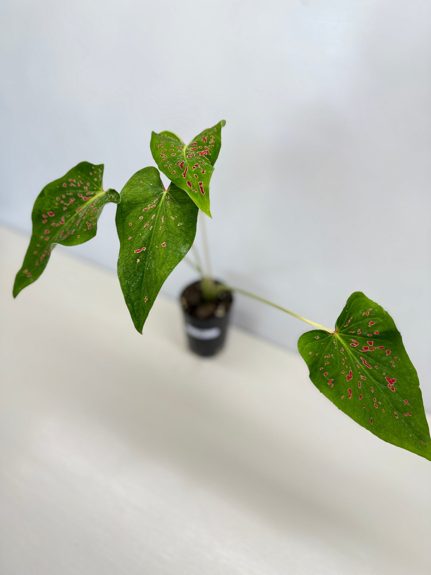 Caladium 'Thousand Stars' - New Release D8