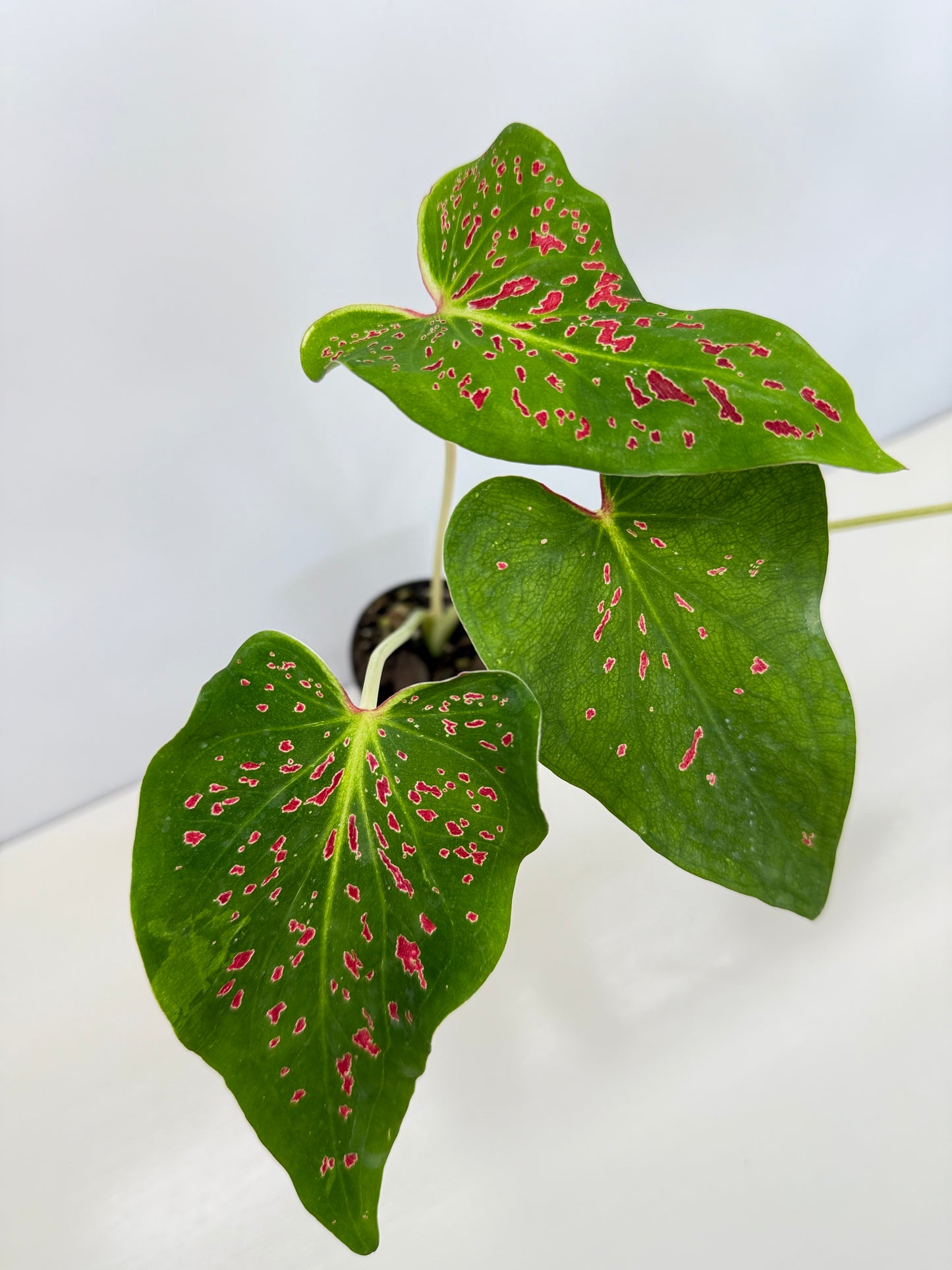 Caladium 'Thousand Stars' - New Release D8