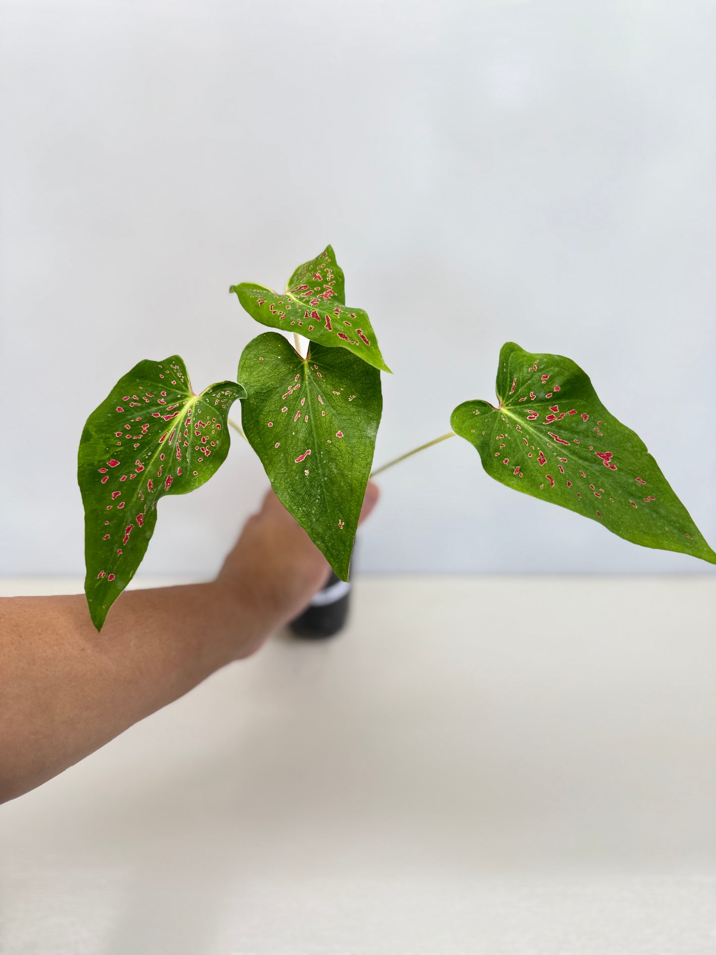 Caladium 'Thousand Stars' - New Release D8