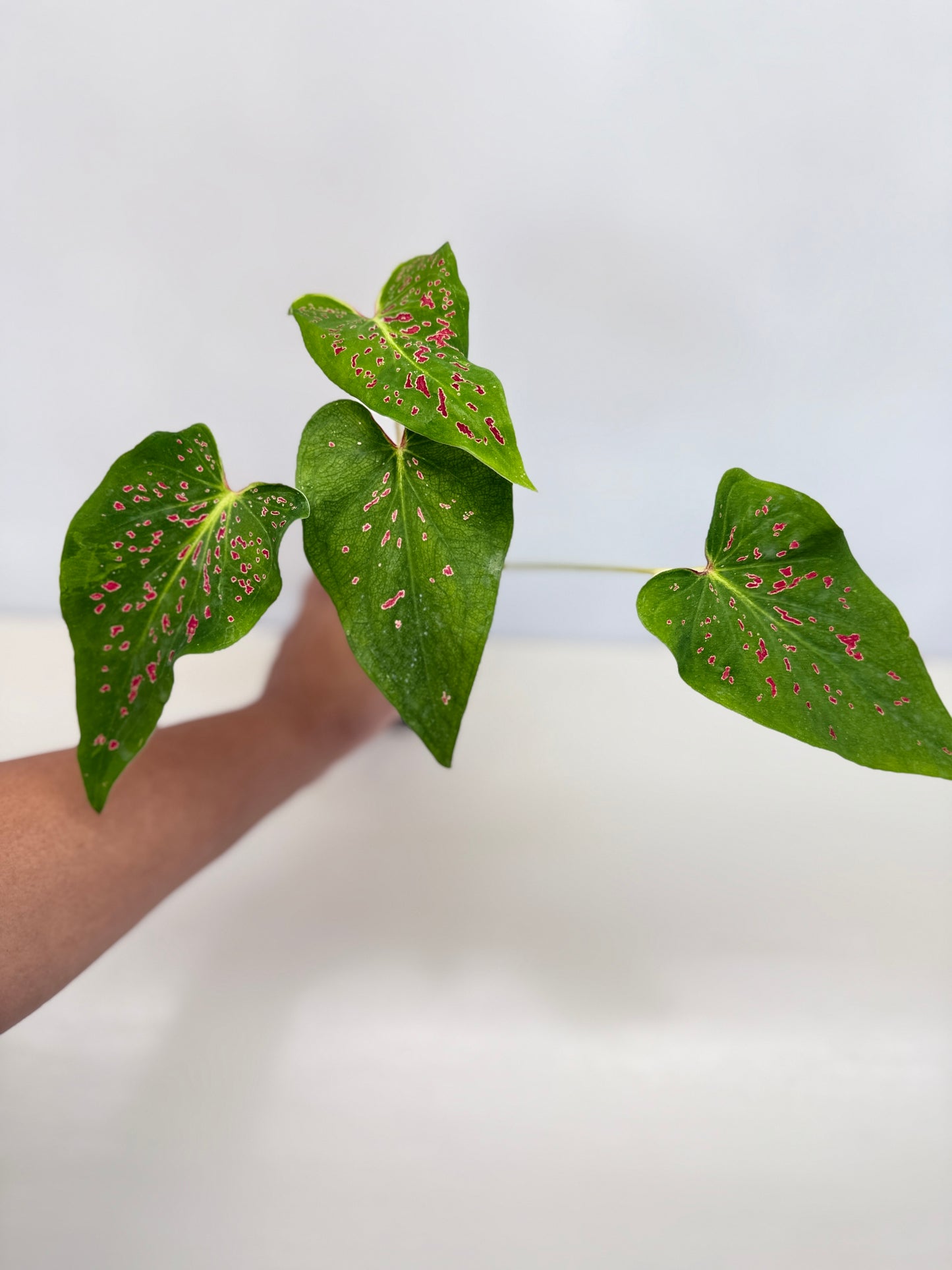 Caladium 'Thousand Stars' - New Release D8