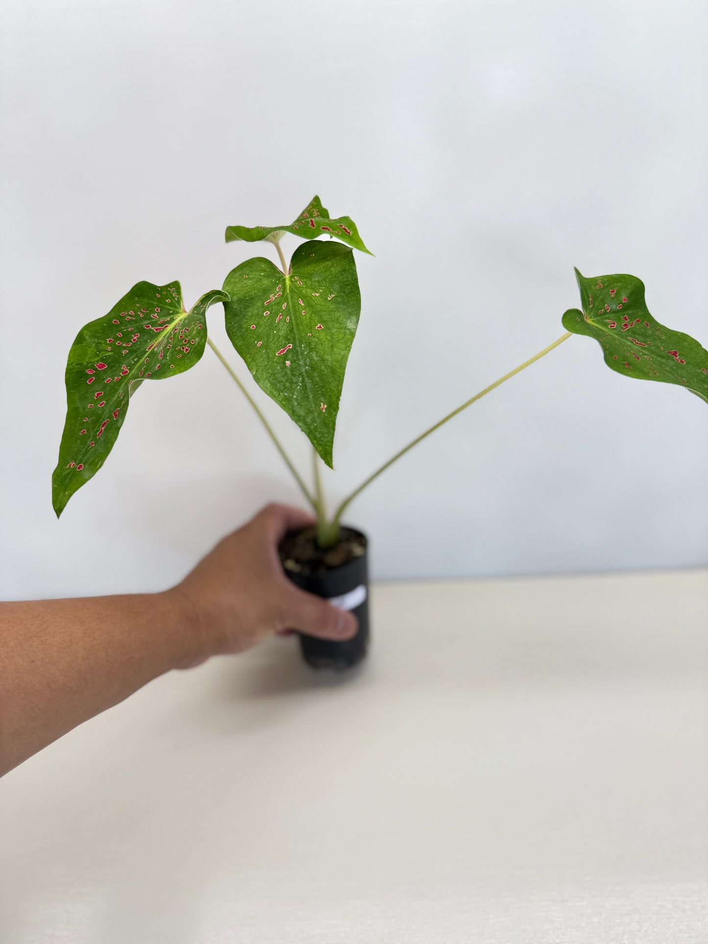 Caladium 'Thousand Stars' - New Release D8