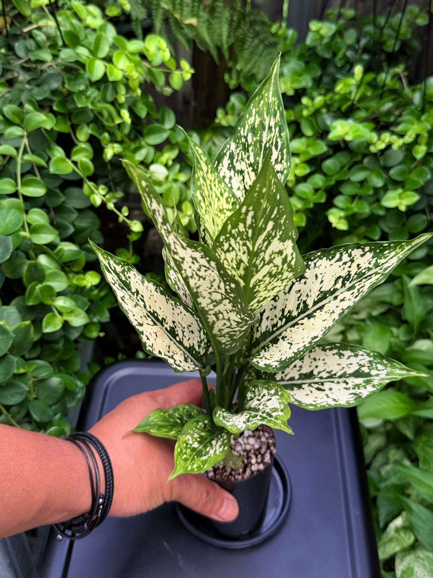 Aglaonema 'Snowflake' I22