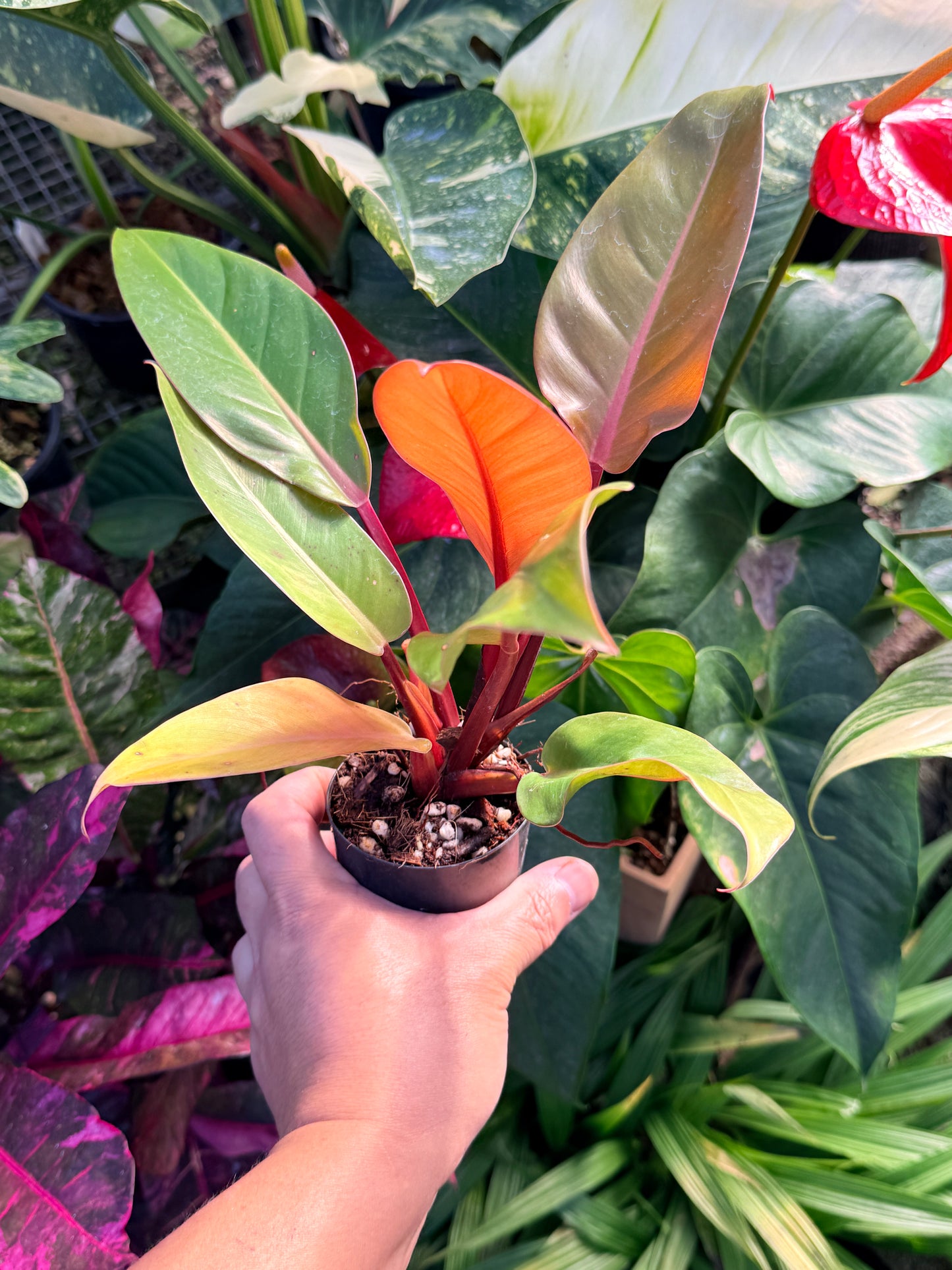 Philodendron 'Prince of Orange' N19