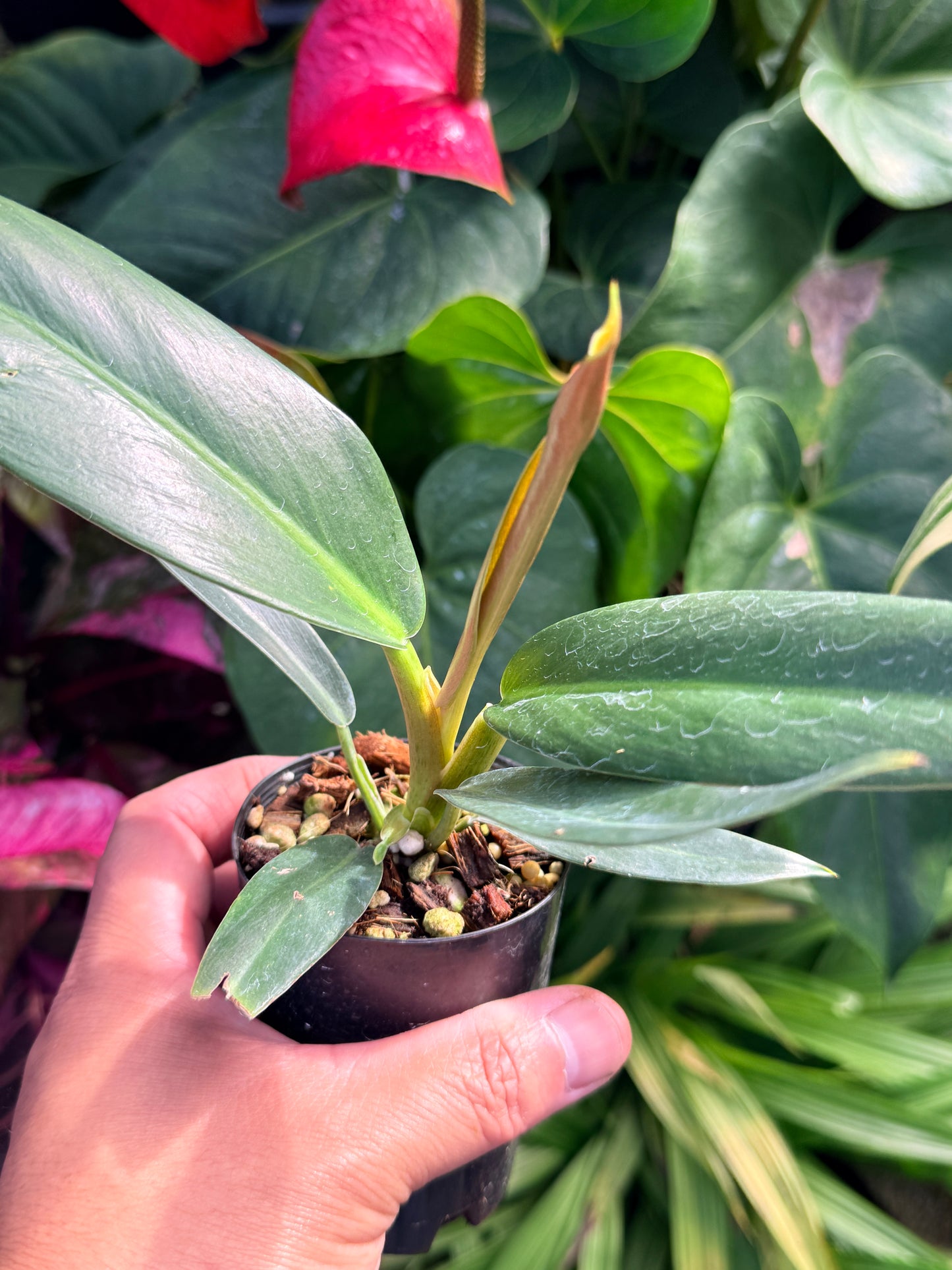 Philodendron Linnaei N25