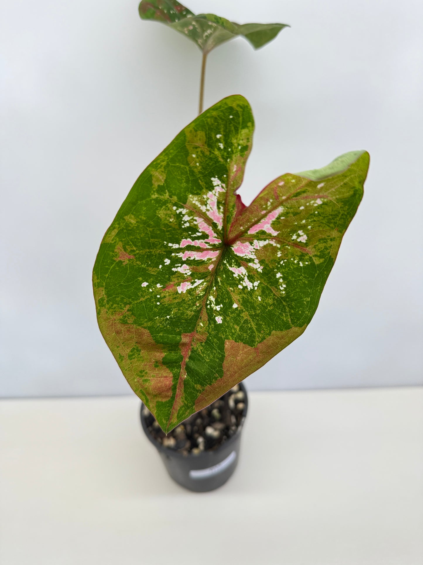 Caladium Hybrid D13