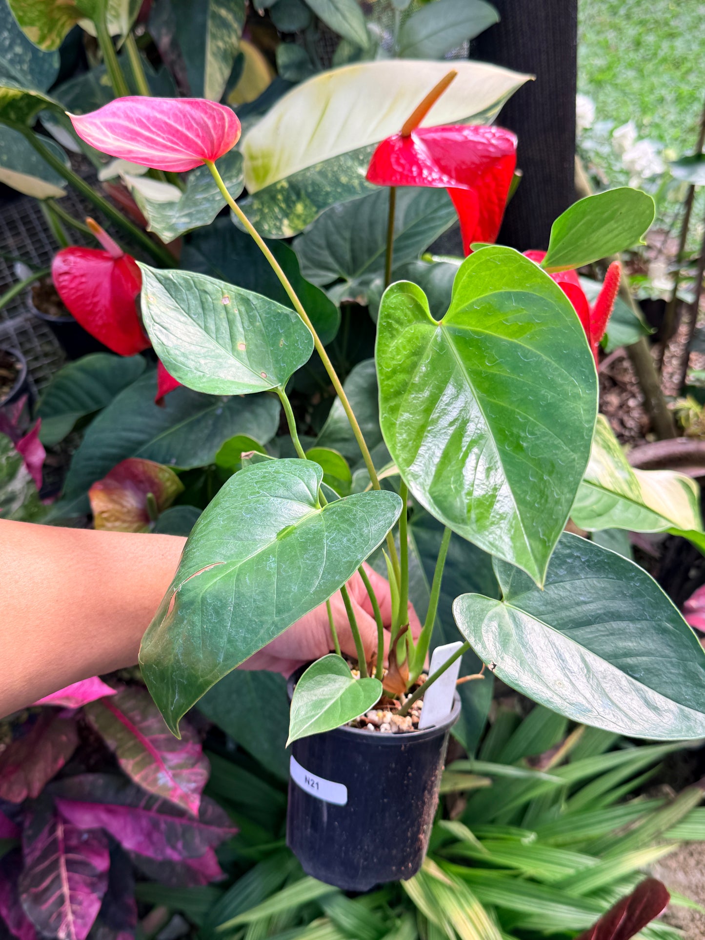 Anthurium 'Livium Ruby' N21