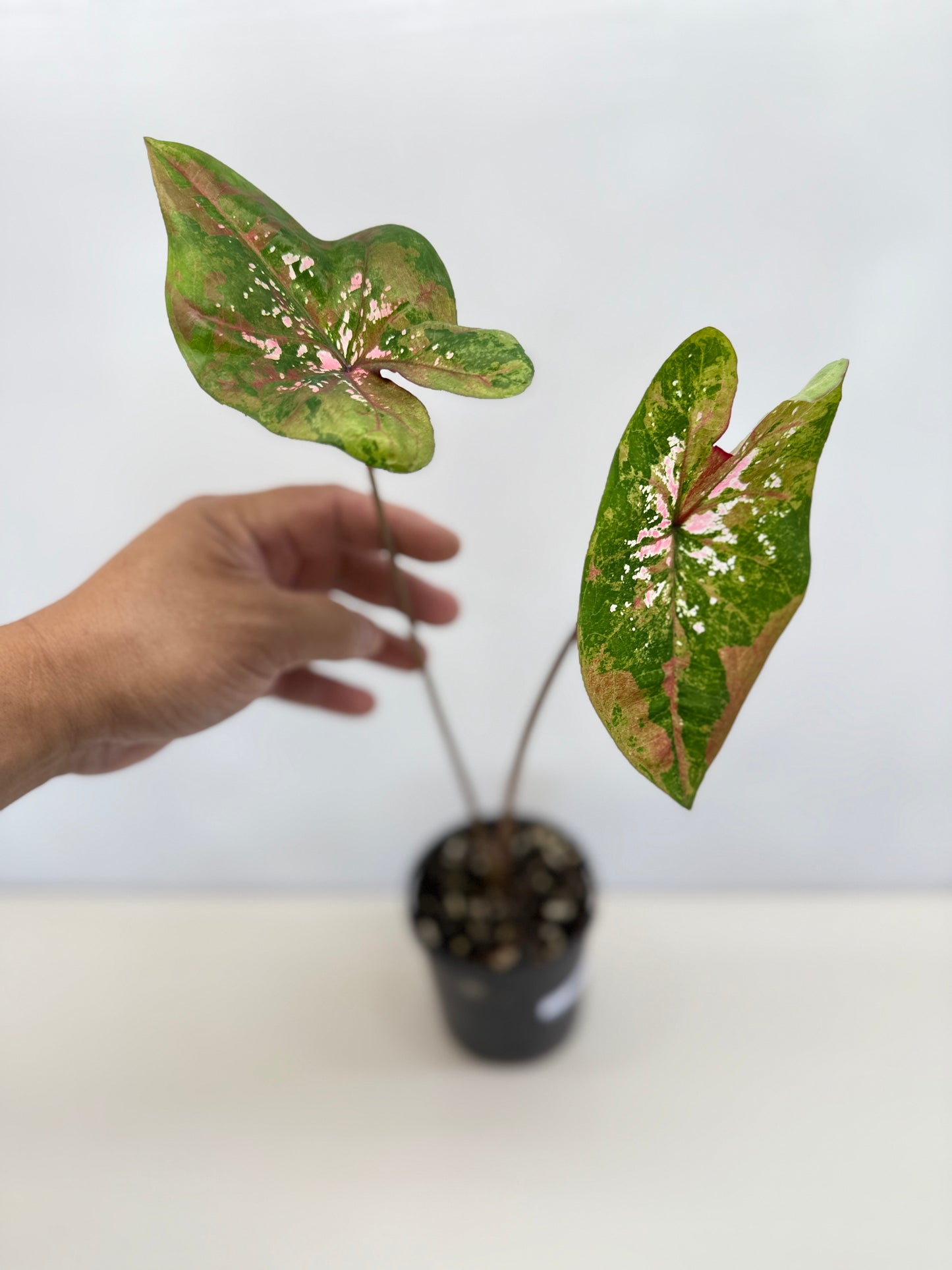 Caladium Hybrid D13