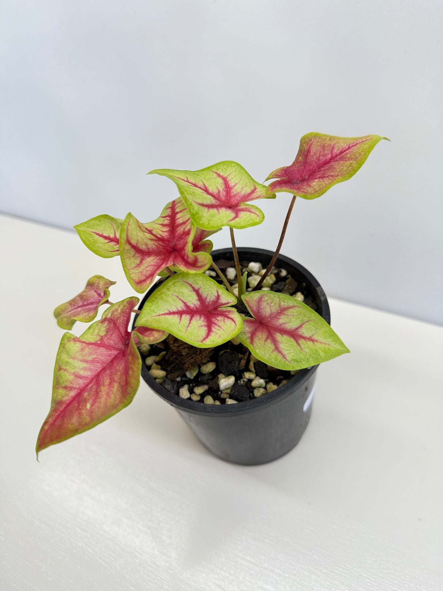 Caladium Hybrid D17