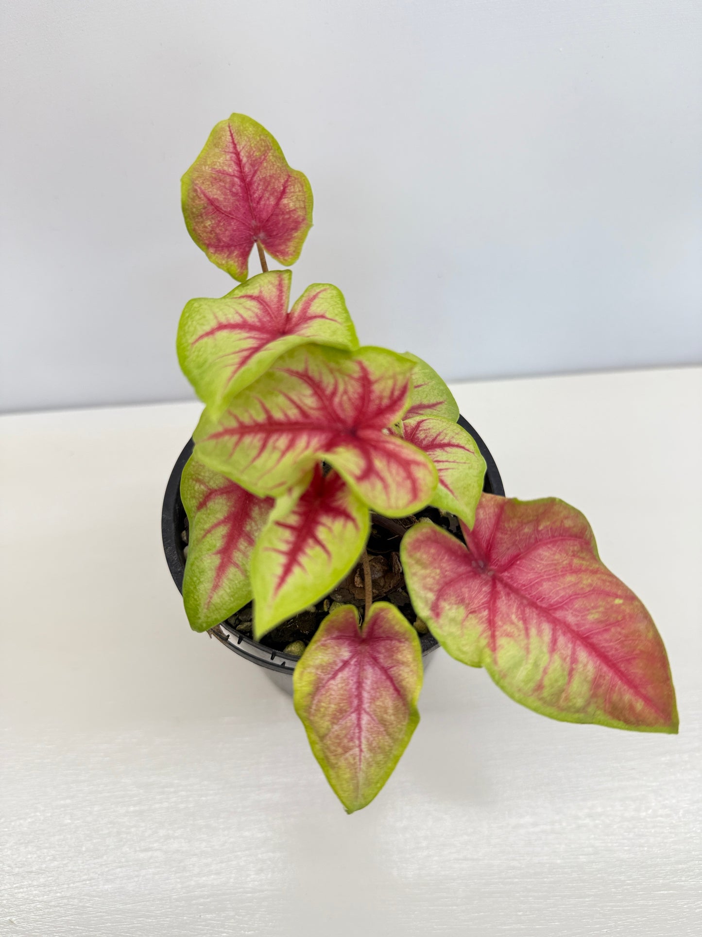 Caladium Hybrid D17