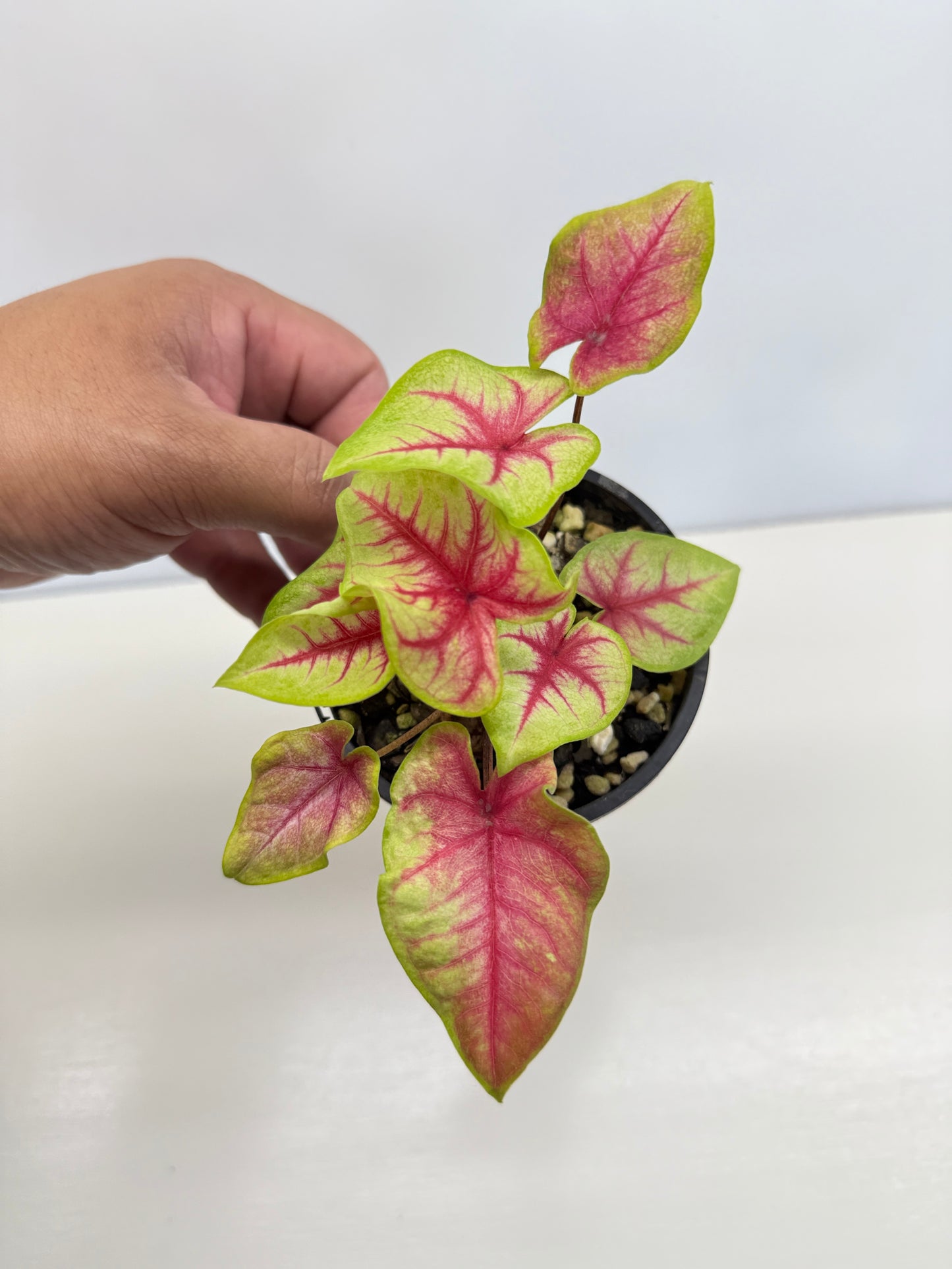 Caladium Hybrid D17