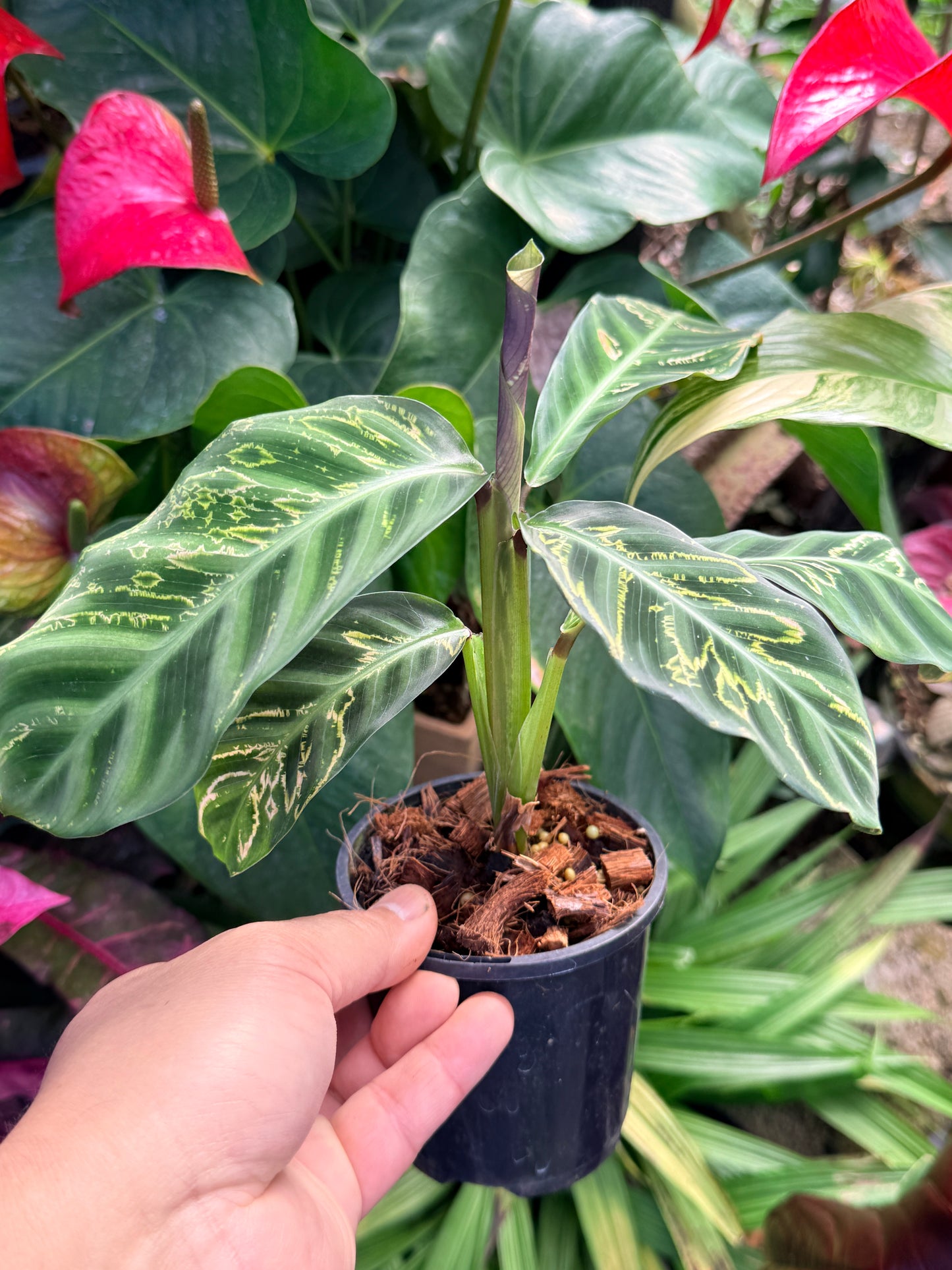 Calathea Zabrina 'Golden Lines' R48
