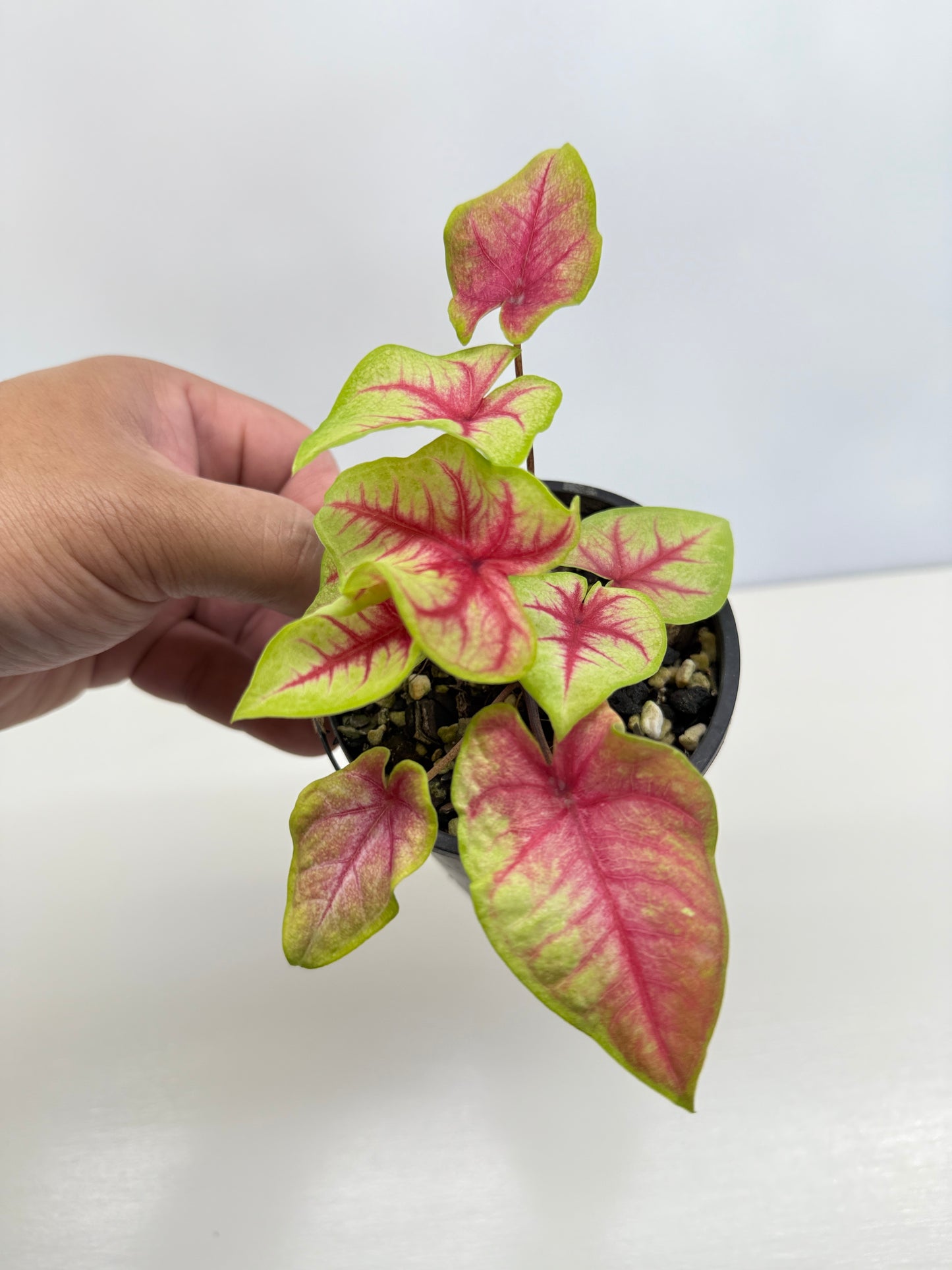 Caladium Hybrid D17
