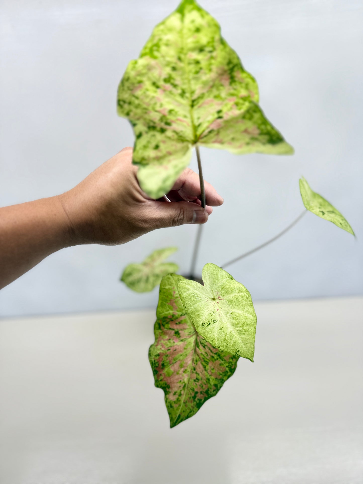 Caladium Hybrid D43