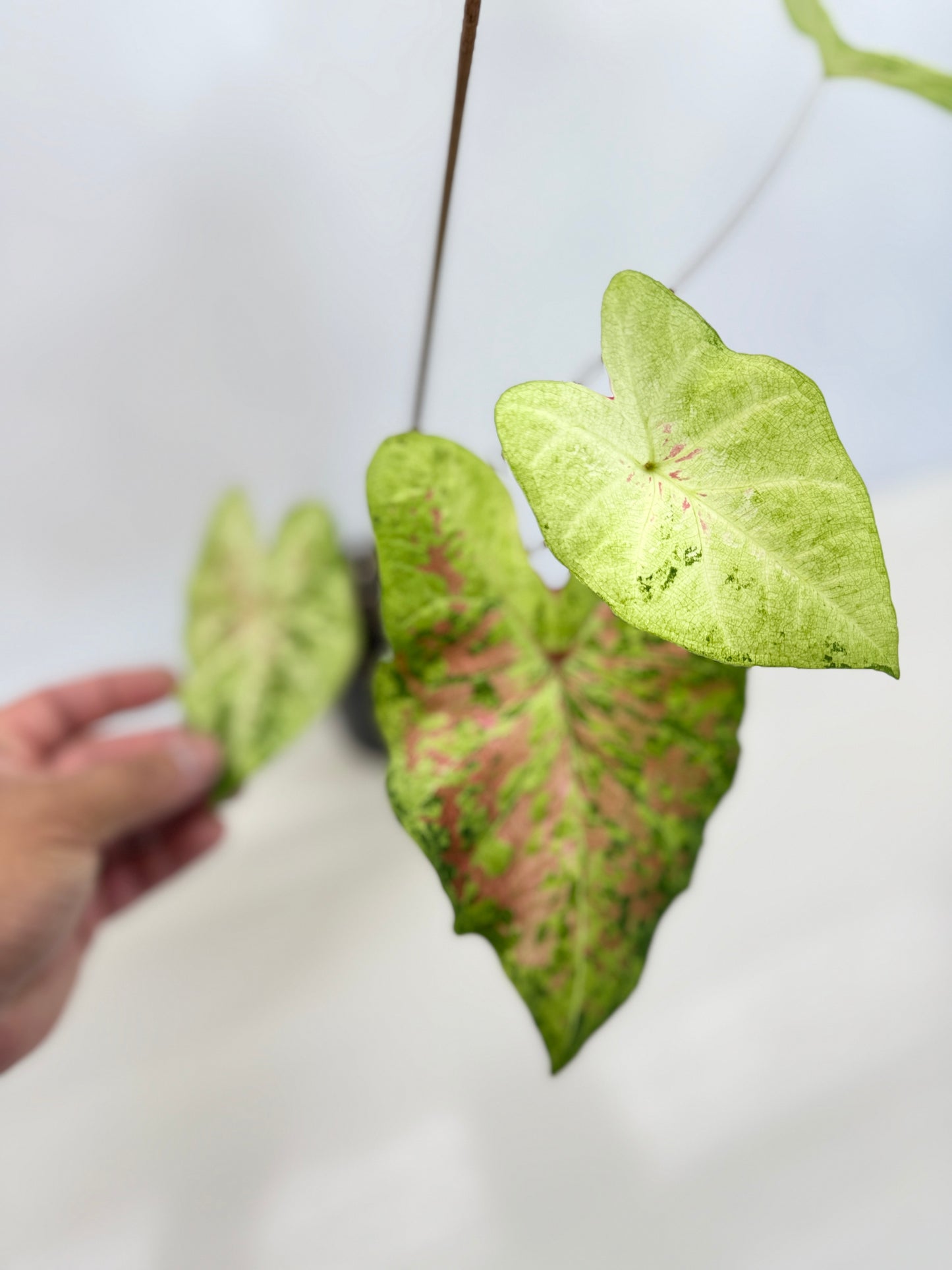 Caladium Hybrid D43