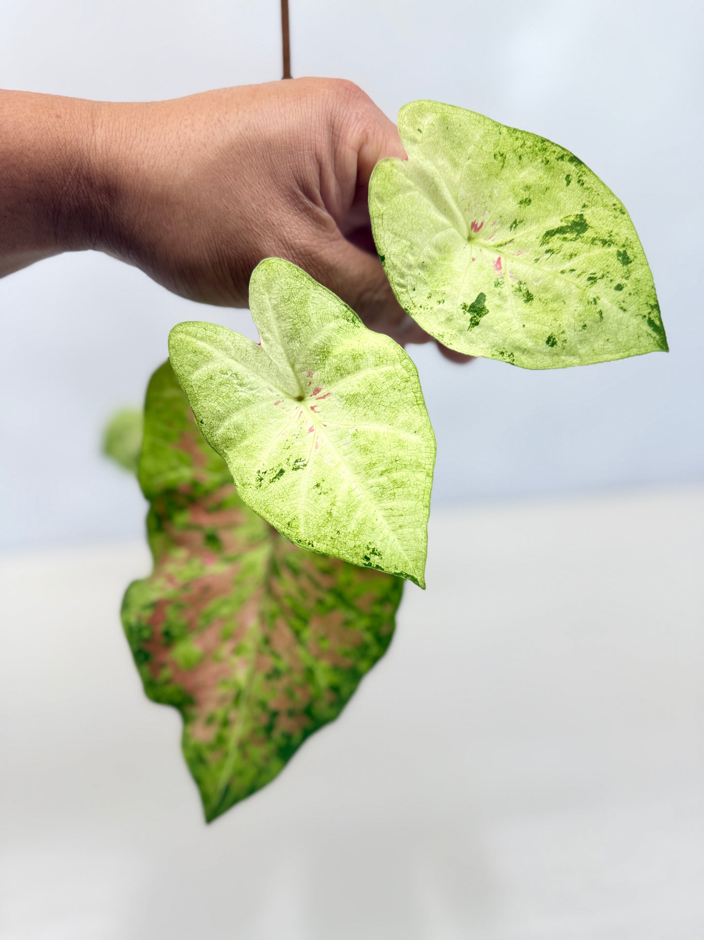 Caladium Hybrid D43