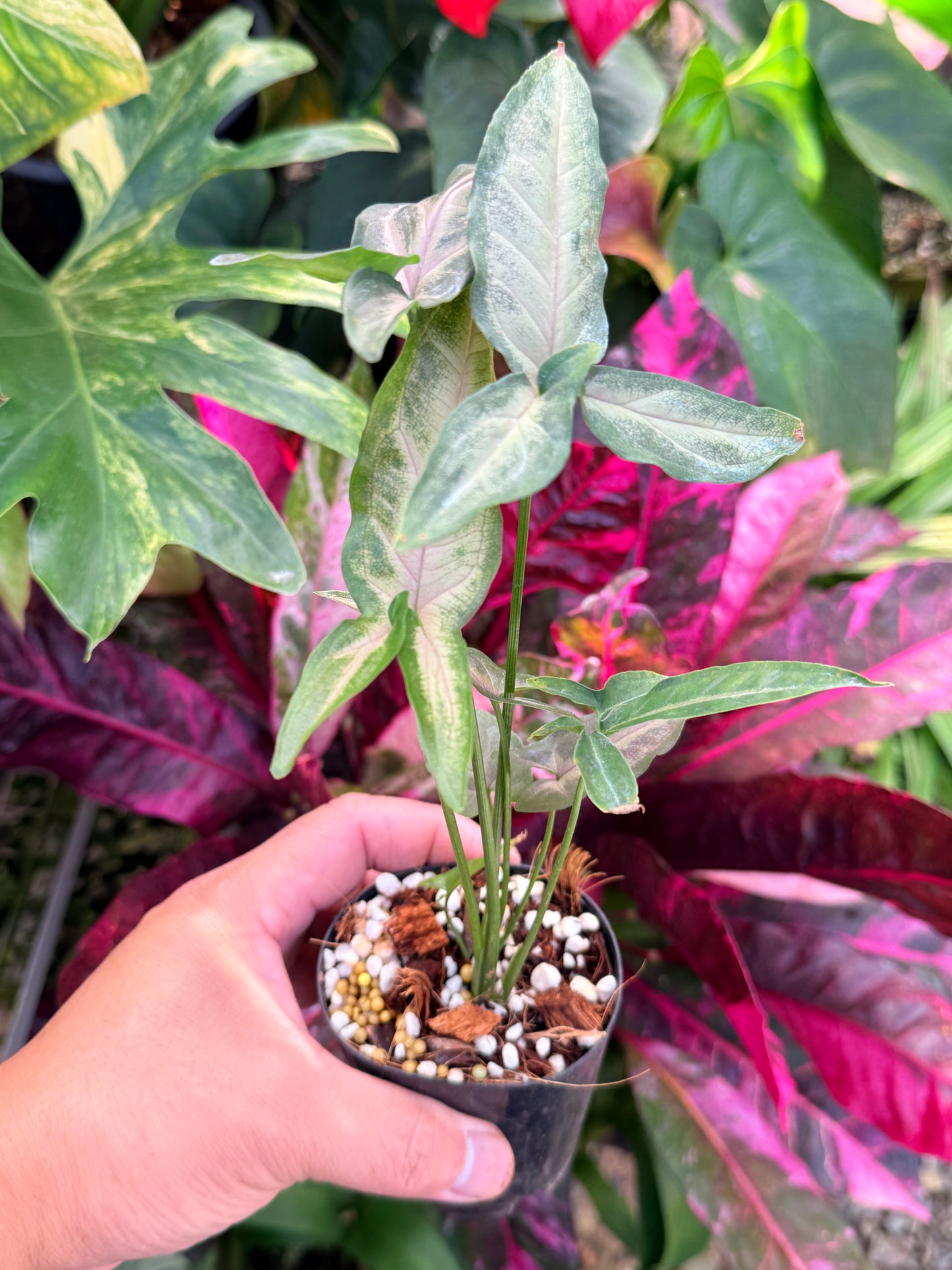 Syngonium 'Pink Star' N33