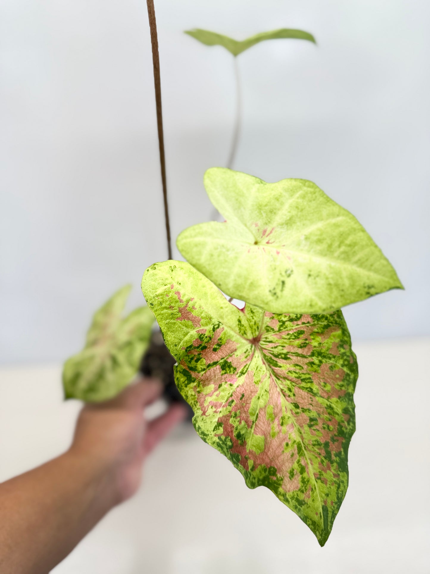 Caladium Hybrid D43