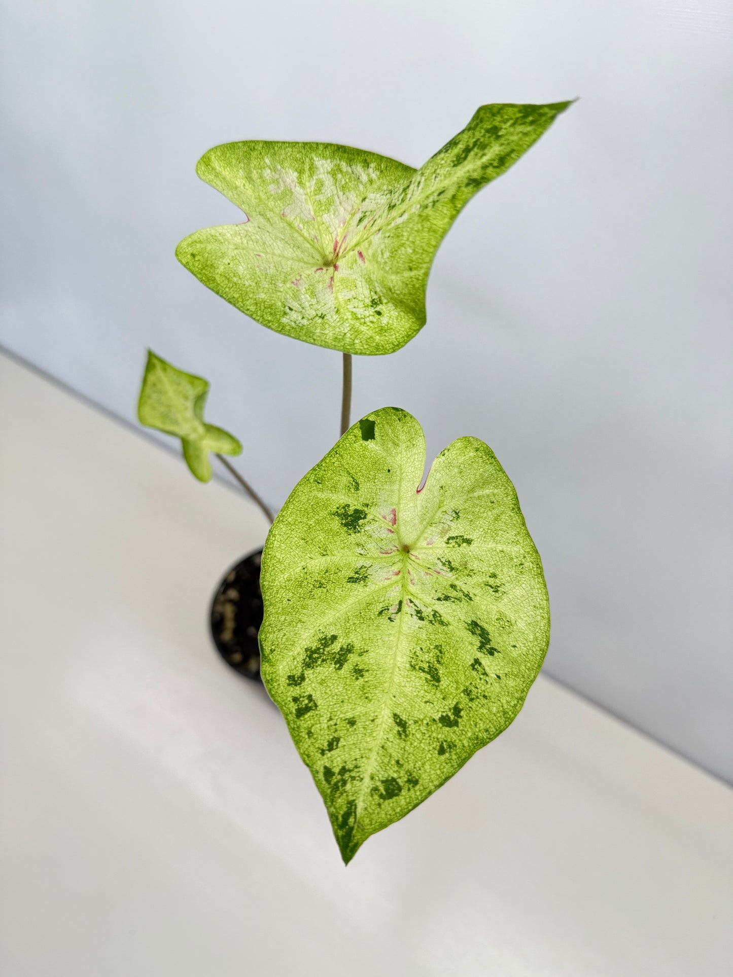 Caladium Hybrid D19