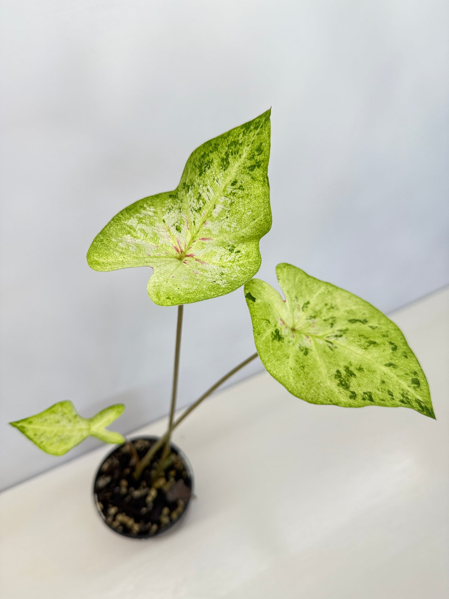 Caladium Hybrid D19