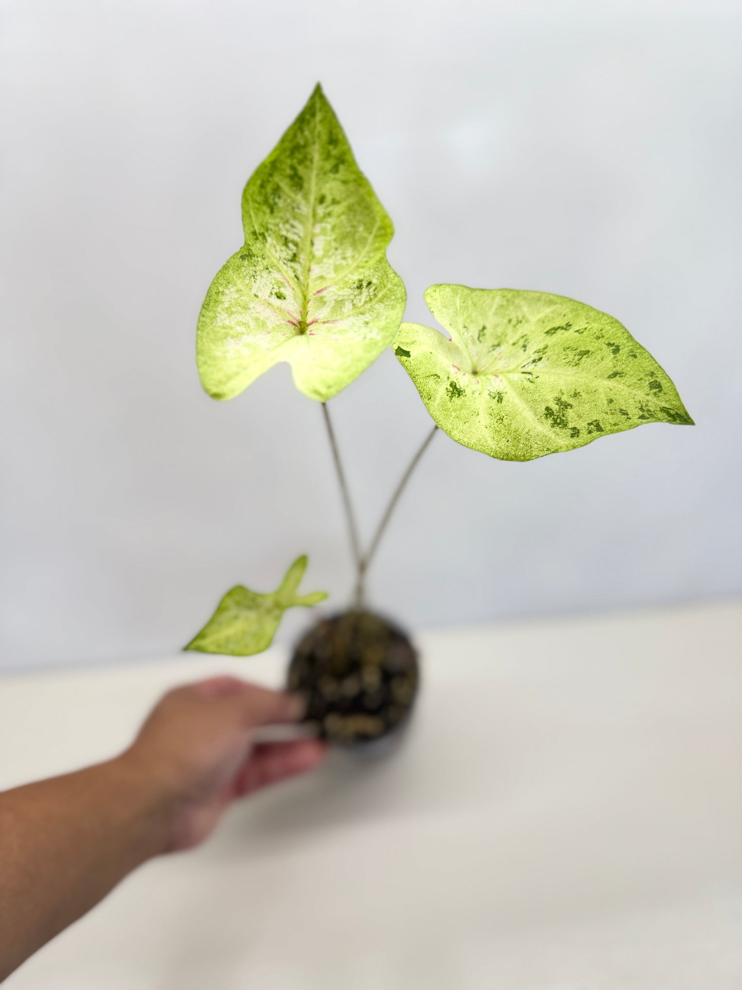 Caladium Hybrid D19