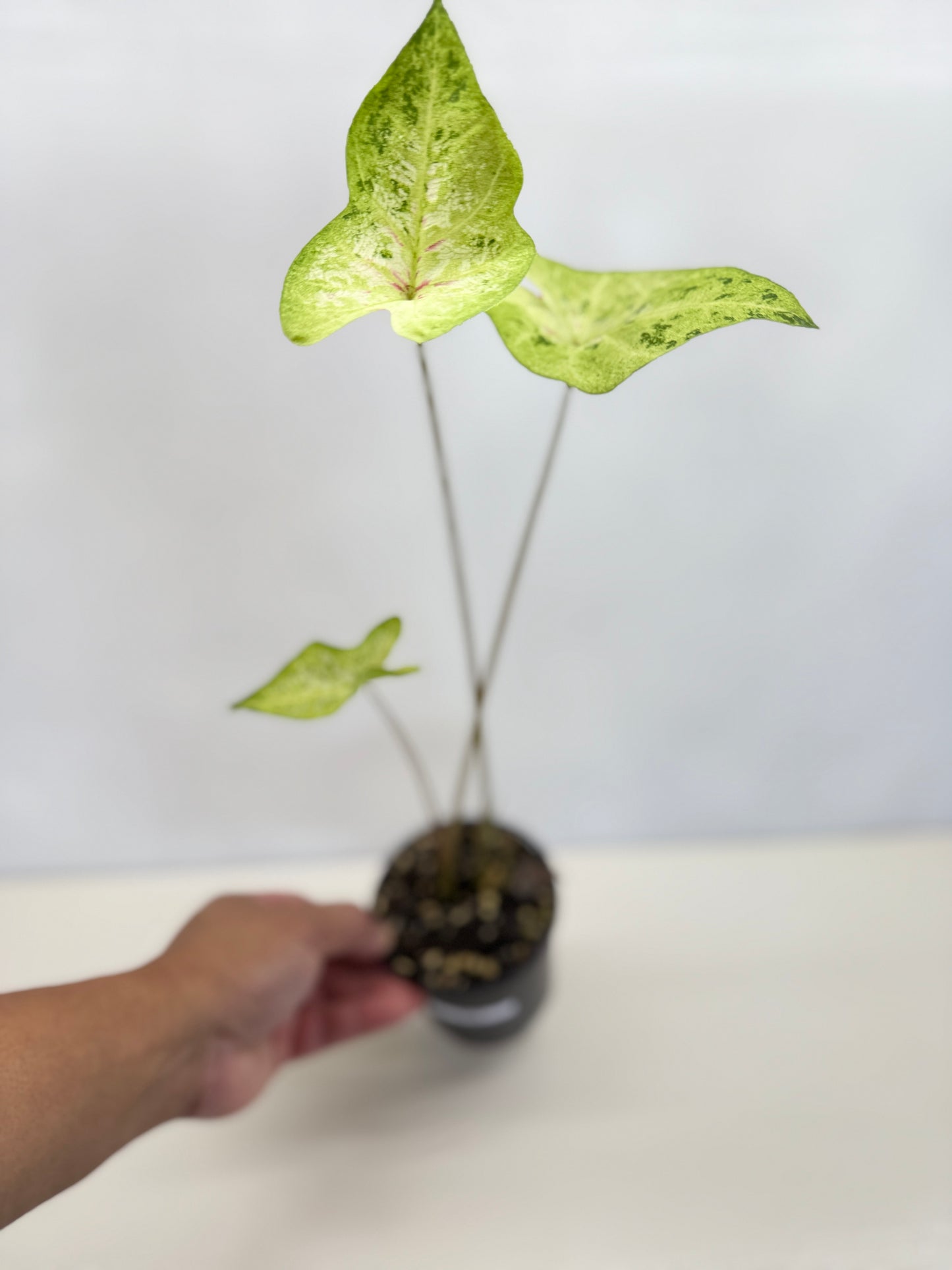 Caladium Hybrid D19