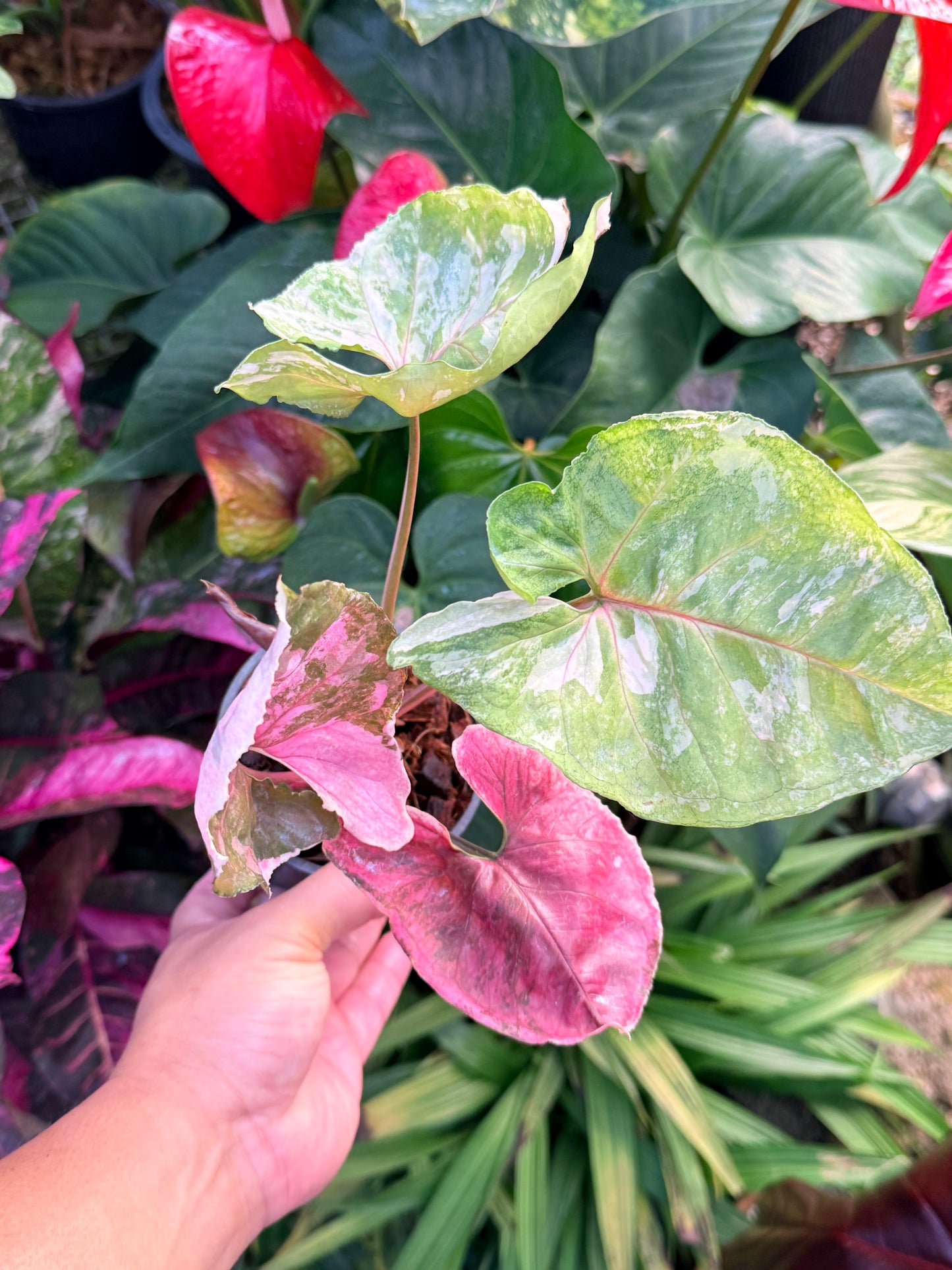 Syngonium 'Strawberry Ice Galaxy' N26