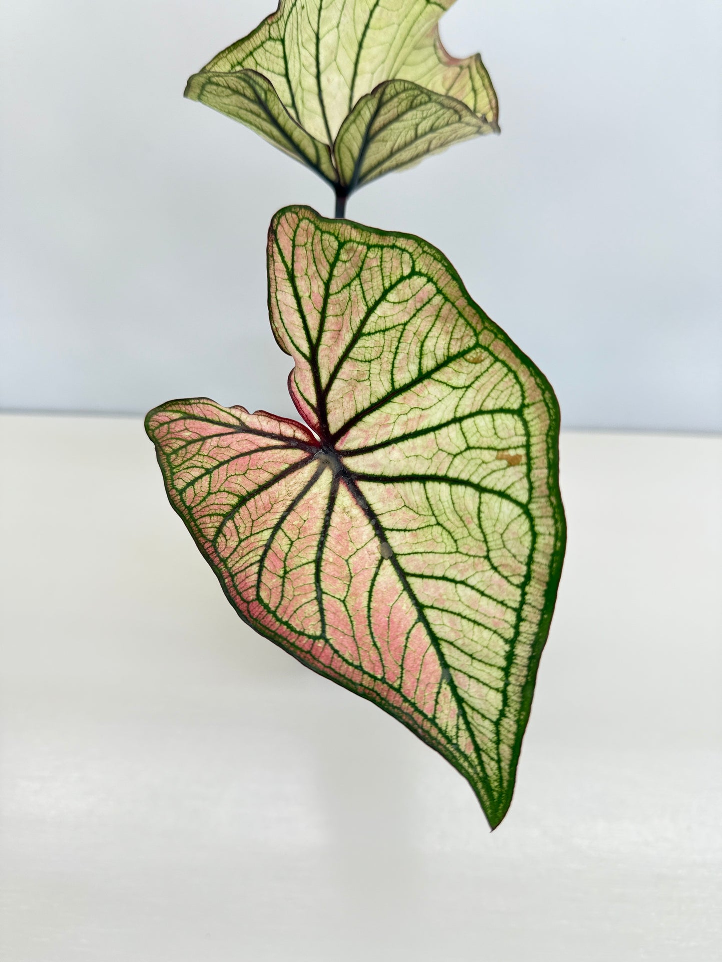 Caladium 'Good Luck' D21