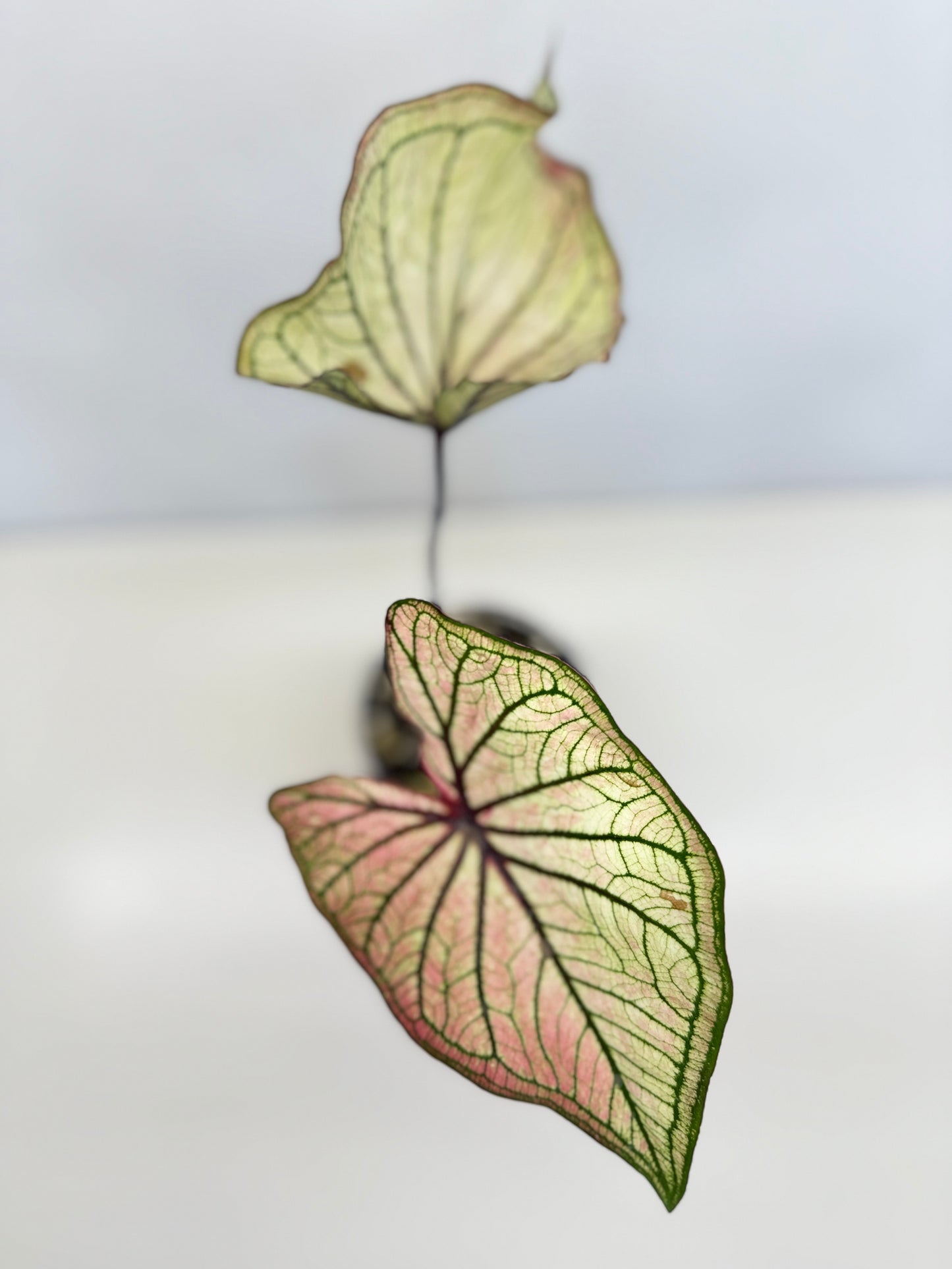 Caladium 'Good Luck' D21